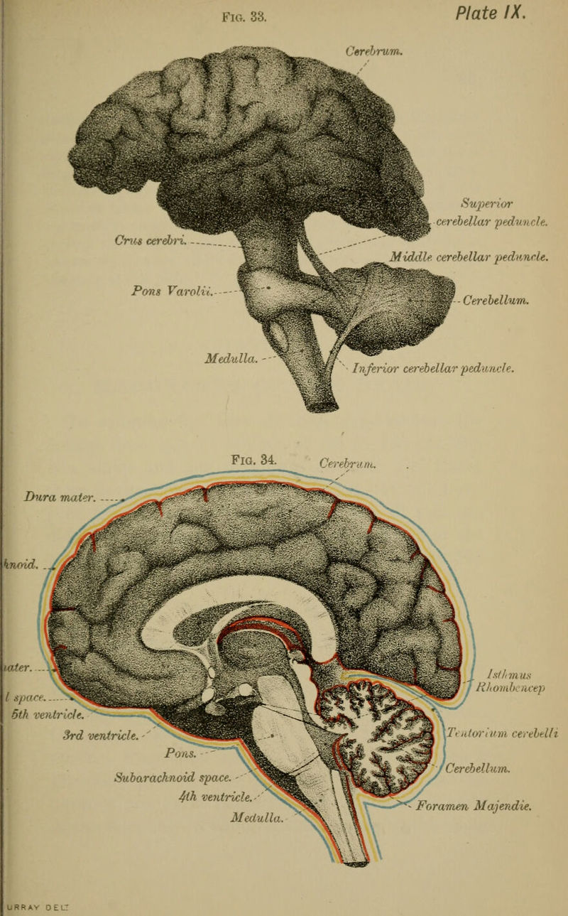 ('trrhrum. Pom Varolii, Superior cerebellar p& Middle, cerebellar peduncle. Cerebellum. '^Pf§Ef ' Inferior cerebellarped'jailr. Fia. 34. Cerebrum, Dura mater. knoid. later. I space N 5th ventricle, 3rd ventricle, Subarachnoid space. 4th ventricle. Medulla. Isthmus Rhombcncep Ti ntorium cerebelli yCerebellum. 'Foramen Majendie. URRAY OEC