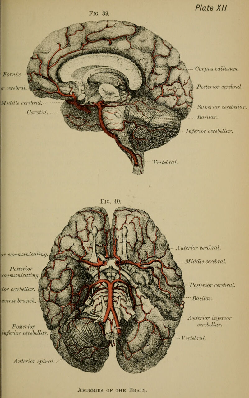 Fio. 39. Fori. ,r cen hral. Middle cerebral. Carotid. \-- Corpus callosum. Postei ior cerebral. Superior cerebellar. Basilar. Inferior cerebellar. 'Vertebral. Fio.-40. p?' communiccUiny. Posteriorr ■aiHiiumieating ior cerebellar, averse branch. - Posterior inferior cerebellar, Anterior spinel, A nterior cerebral. Middle cerebral. - Posterior cerebral. - Basilar. A nterior inferior. cerebellar. Vertebral. Arteries of the Brain.