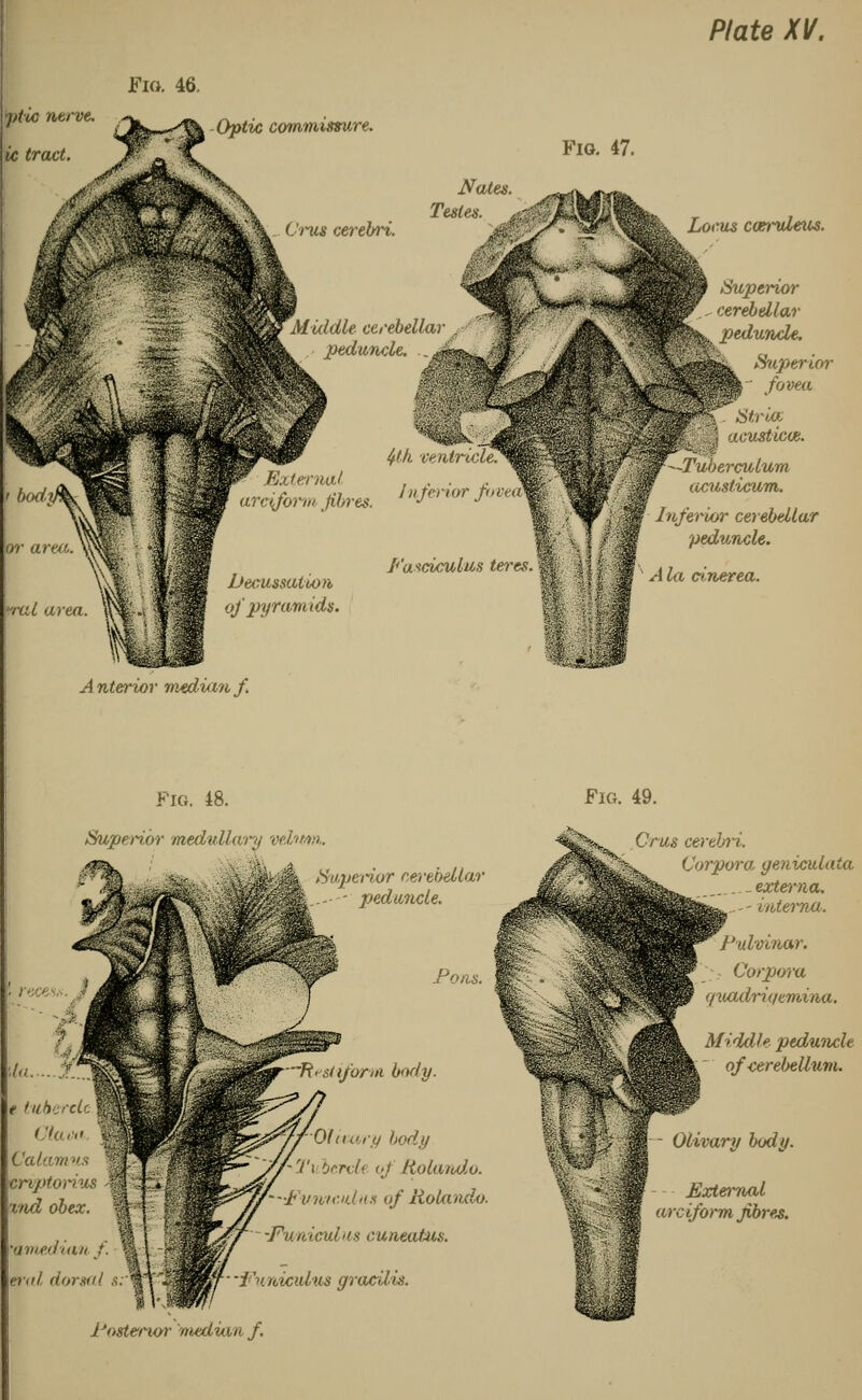 Fig. 46. j)(ic nerve, ic tract. Optic commissure. Crus cerebri. Fig. 47. Nates. Testes. fiddle cerebellar . peduncle. 4th ventricle. External , . . eiform fibres. W™ f™ rrai area Decussation of pyramids. Fasciculus teres Locus c&ruleus. Superior cerebellar peduncle. Superior- fovea Stria; usticve. —Tuberculum acusticam. Inferior cerebellar peduncle. A la einerea. Anterior median f. Fig. 48. Superior medullary vdmn Fig. 49. \la... t tubercle Claw Calamus criptorius %nd obex. mmedianf. erttl. dorsal s Superior cerebellar ■ peduncle. Pons. R >st if or >n body. Olivary body -7'i hervk of Rolando. Fv/rwculus of Rolando. -Funiculus cuneatus. Funiculus gracilis. Rostenor median f. Crus cerebri. Corpora geniculata . _ externa. ..-- interna. Rulvinar. \- Corpora quadriyemina. Middle pedunch  of-cerebellum. Olivary body. External arciform fibres.