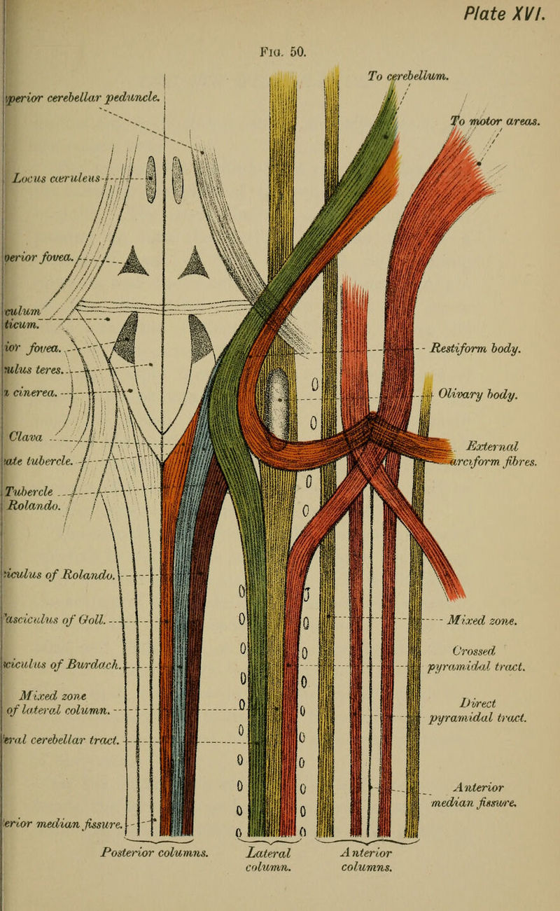 To cerebellum. Restiform body. -Mf Olivary body. Plate XVI. To motor areas. / / < Tubercle .—/---/---y\ liculus of Rolando. \- - fasciculus of Goll. - mculus of Burdock.... Mixed zone of lateral column kral cerebellar tract. \- - - prior median fissure Posterior columns. External rciform fibres. - Mixed zone. Crossed ill pyramidal tract. Direct pyramidal tract. Anterior median fissure. Lateral column. A nterior columns.