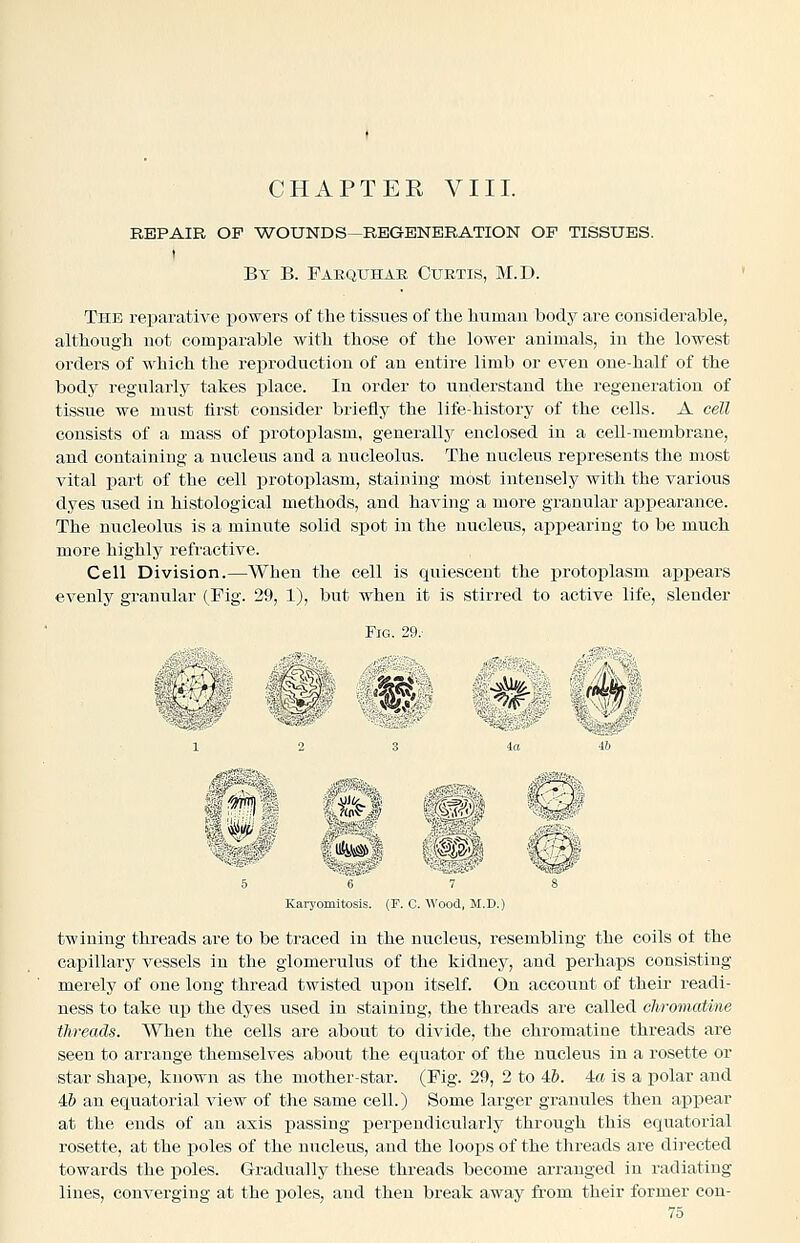 CHAPTEE VIII. REPAIR OF WOUNDS—REGENERATION OF TISSUES. t By B. Faequhar Curtis, M.D. The reparative powers of the tissues of the human body are considerable, although not comxjarable with those of the lower animals, in the lowest orders of which the reproduction of an entire limb or even one-half of the body regularly takes place. In order to understand the regeneration of tissue we must first consider briefly the life-history of the cells. A cell consists of a mass of protoplasm, generally enclosed in a cell-membrane, and containing a nucleus and a nucleolus. The nucleus represents the most vital part of the cell protoplasm, staining most intensely with the various dyes used in histological methods, and having a more granular appearance. The nucleolus is a minute solid spot in the nucleus, appearing to be much more highly refractive. Cell Division.—When the cell is quiescent the protoplasm appears evenly granular (Fig. 29, 1), but when it is stirred to active life, slender Karyomitosis. (P. C. Wood, M.D.) twining threads are to be traced in the nucleus, resembling the coils of the capillary vessels in the glomerulus of the kidney, and perhaps consisting merely of one long thread twisted upon itself. On account of their readi- ness to take up the dyes used in staining, the threads are called chromattne threads. When the cells are about to divide, the chromatine threads are seen to arrange themselves about the equator of the nucleus in a rosette or star shape, known as the mother-star. (Fig. 29, 2 to ib. ia is a polar and 4& an equatorial view of the same cell.) Some larger granules then appear at the ends of an axis passing perpendicularly through this equatorial rosette, at the poles of the nucleus, and the loops of the threads are directed towards the poles. Gradually these threads become arranged in radiating lines, converging at the poles, and then break away from their former con-