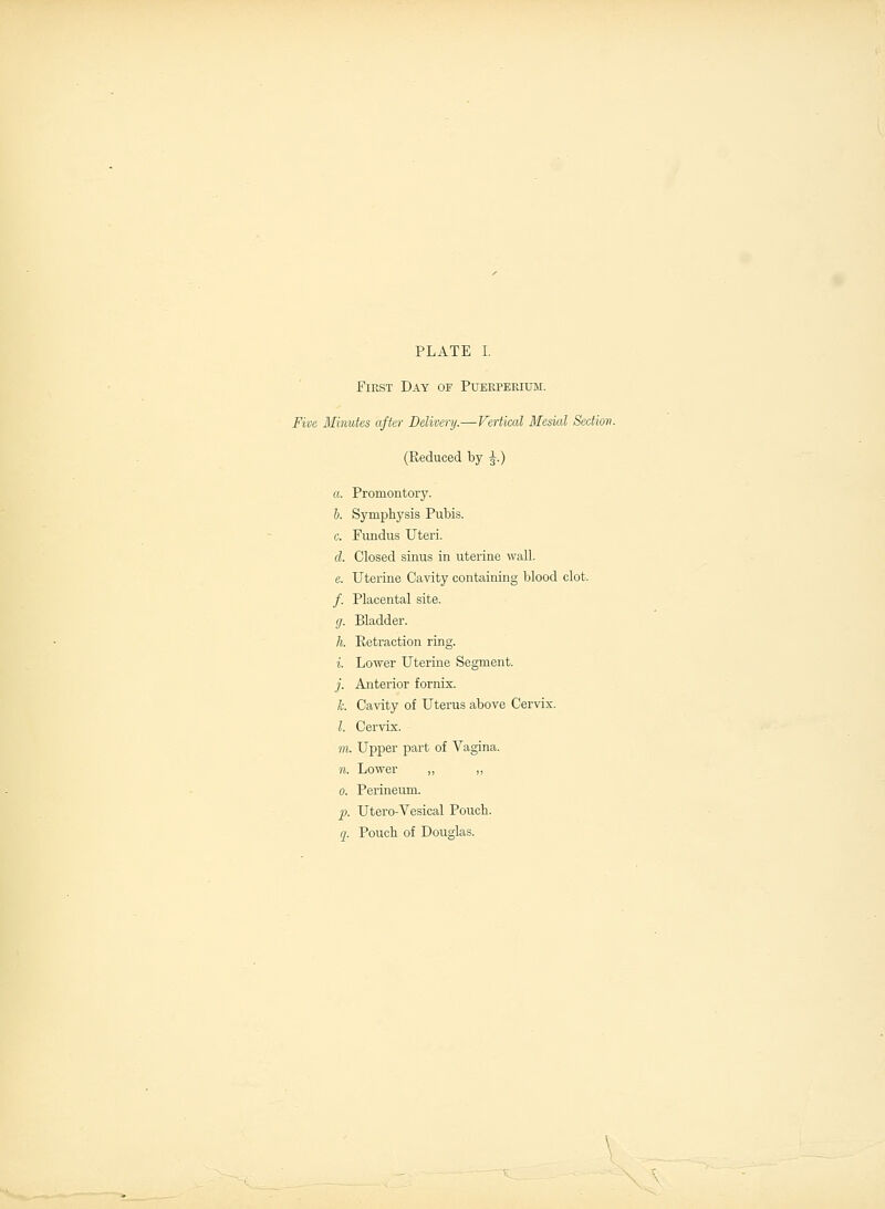 First Day of Puerperium. Five Minutes after Delivery.—Vertical Mesial Section. (Reduced by ^.) a. Promontory. b. Symphysis Pubis. c. Fundus Uteri. d. Closed sinus in uterine wall. e. Uterine Cavity containing blood clot. /. Placental site. g. Bladder. h. Retraction ring. i. Lower Uterine Segment. j. Anterior fornix. k. Cavity of Uterus above Cervix. /. Cervix. m. Upper part of Vagina. n. Lower „ „ o. Perineum. p. Utero-Vesical Pouch. q. Pouch of Douglas.