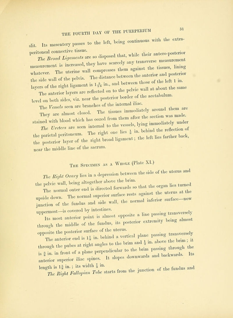 THE FOURTH DAY OF THE PUERPER1UM +« Ap loft beino- continuous with the extra- slit. Its mesentery passes to the lelt, oem0 peritoneal connective tissue. anteroposterior T/. llrtatf ^— are so disposed that, ^ _ment measurement is increased, they have scarcely any <?°*™» i ♦ „ The uterine wall compresses them against the tissues, lim g whatever. 1 he uterine i nT1+PT.;0r and posterior i -a oil nf the nelvis The distance between the anterior ana po the side wall of the pelvis. of the left i m. layers of the right hgament is 1„ in., and^ be ^ ^ The anterior layers are reflected on to the pelvic wai U Jon both side'vi, near the posterior border of the acetabmom. tlM posterior layer of the right broad hgament; the left near the middle line of the sacrum. The Specimen as a Whole (Plate XI.) Tke lUyU 0~y Ues in a depression between the side of the nterns and thl.l::;le middle of the fnndns, Us posterior extremity bemg almost s .,. • it clones downwards and backwards. Its anterior superior iliac spines. It slopes clowm