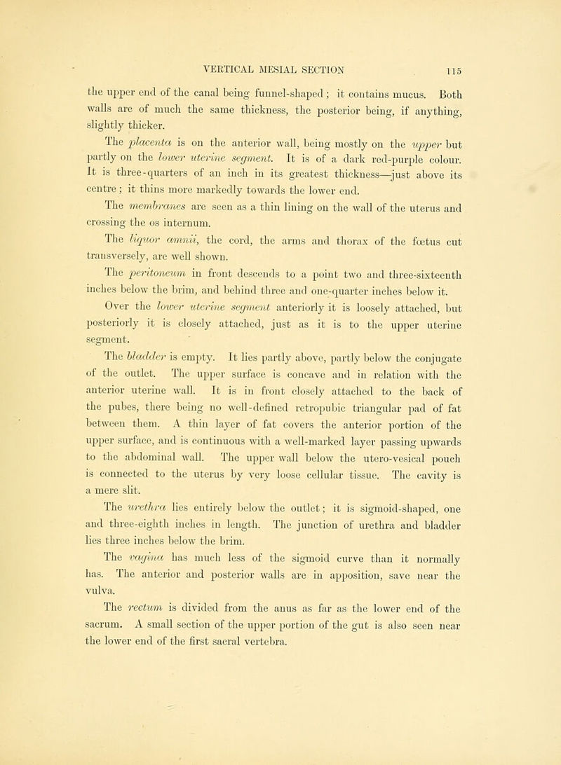 the upper end of the canal being funnel-shaped ; it contains mucus. Both walls are of much the same thickness, the posterior being, if anything, slightly thicker. The placenta is on the anterior wall, being mostly on the upper but partly on the lower uterine segment. It is of a dark red-purple colour. It is three-epiarters of an inch in its greatest thickness—just above its centre; it thins more markedly towards the lower end. The membranes are seen as a thin lining on the wall of the uterus and crossing the os internum. The liquor amnii, the cord, the arms and thorax of the foetus cut transversely, are well shown. The peritoneum in front descends to a point two and three-sixteenth inches below the brim, and behind three and one-quarter inches below it. Over the lower uterine segment anteriorly it is loosely attached, but posteriorly it is closely attached, just as it is to the upper uterine segment. The bladder is empty. It lies partly above, partly below the conjugate of the outlet. The upper surface is concave and in relation with the anterior uterine wall. It is in front closely attached to the back of the pubes, there being no well-defined retropubic triangular pad of fat between them. A thin layer of fat covers the anterior portion of the upper surface, and is continuous with a well-marked layer passing upwards to the abdominal wall. The upper wall below the utero-vesical pouch is connected to the uterus by very loose cellular tissue, The cavity is a mere slit. The urethra lies entirely below the outlet; it is sigmoid-shaped, one and three-eighth inches in length. The junction of urethra and bladder lies three inches below the brim. The vagina has much less of the sigmoid curve than it normally has. The anterior and posterior walls are in apposition, save near the vulva. The rectum is divided from the anus as far as the lower end of the sacrum. A small section of the upper portion of the gut is also seen near the lower end of the first sacral vertebra.