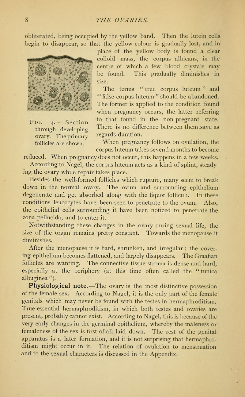 obliterated, being occupied by the yellow band. Then the lutein cells begin to disappear, so that the yellow colour is gradually lost, and in place of the yellow body is found a clear colloid mass, the corpus albicans, in the centre of which a few blood crystals may be found. This gradually diminishes in size. The terms true corpus luteum and '' false corpus luteum  should be abandoned. The former is applied to the condition found ^^_, -°««c« when pregnancy occurs, the latter referring 17,^ o ^- to that found in the non-pregnant state. V IG. 4. — Section ^ ^ through developing ^^^^^ is no difference between them .save as ovaryr The primary regards duration. follicles are shown. When pregnancy follows on ovulation, the corpus luteum takes several months to become reduced. When pregnancy does not occur, this happens in a few weeks. According to Nagel, the corpus luteum acts as a kind of splint, steady- ing the ovary while repair takes place. Besides the well-formed follicles which rupture, many seem to break down in the normal ovary. The ovum and surrounding epithelium degenerate and get absorbed along with the liquor folliculi. In these conditions leucocytes have been seen to penetrate to the ovum. Also, the epithelial cells surrounding it have been noticed to penetrate the zona pellucida, and to enter it. Notwithstanding these changes in the ovary during sexual life, the size of the organ remains pretty constant. Towards the menopause it diminishes. After the menopause it is hard, shrunken, and irregular ; the cover- ing epithelium becomes flattened, and largely disappears. The Graafian follicles are wanting. The connective tissue stroma is dense and hard, especially at the periphery (at this time often called the tunica albuginea ). Physiolog'ical note.—The ovary is the most distinctive possession of the female sex. According to Nagel, it is the only part of the female genitals which may never be found with the testes in hermaphroditism. True essential hermaphroditism, in which both testes and ovaries are present, probably cannot exist. According to Nagel, this is because of the very early changes in the germinal epithelium, whereby the maleness or femaleness of the sex is first of all laid down. The rest of the genital apparatus is a later formation, and it is not surprising that hermaphro- ditism might occur in it. The relation of ovulation to menstruation and to the sexual characters is discussed in the Appendix.