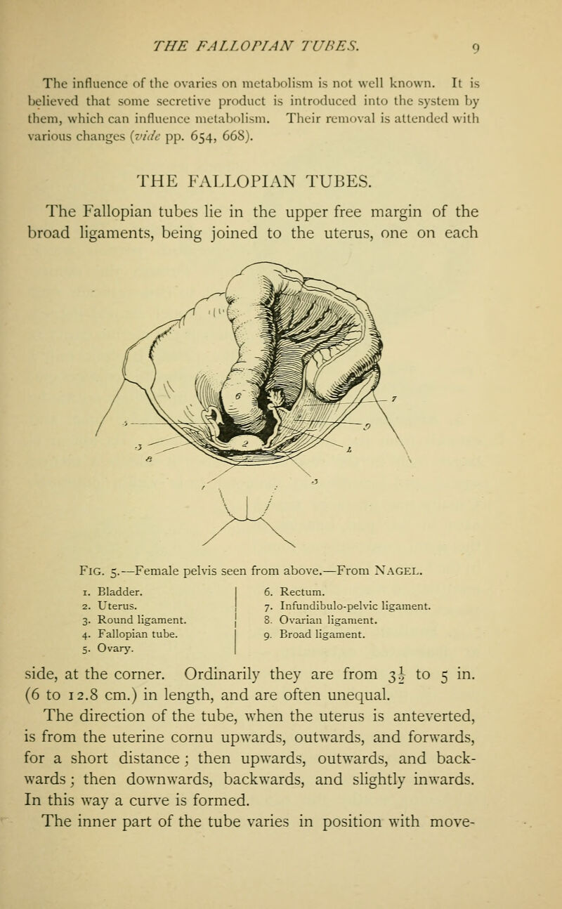 The influence of the ovaries on metabolism is not well known. It is believed that some secretive product is introduced into the system by them, which can influence metabolism. Their removal is attended with various changes (vufc pp. 654, 668). THE FALLOPIAN TUBES. The Fallopian tubes lie in the upper free margin of the broad ligaments, being joined to the uterus, one on each Fig. 5 1. Bladder. 2. Uterus. 3. Round ligament 4. Fallopian tube. 5. Ovary. Female pelvis seen from above. I 6. Rectum I 7 -From Nagel. Infundibulo-pelvic ligament. Ovarian ligament. Broad ligament. to q m. side, at the corner. Ordinarily they are from 3^ (6 to 12.8 cm.) in length, and are often unequal. The direction of the tube, when the uterus is anteverted, is from the uterine cornu upwards, outwards, and forwards, for a short distance ; then upwards, outwards, and back- wards ; then downwards, backwards, and slightly inwards. In this way a curve is formed. The inner part of the tube varies in position with move-