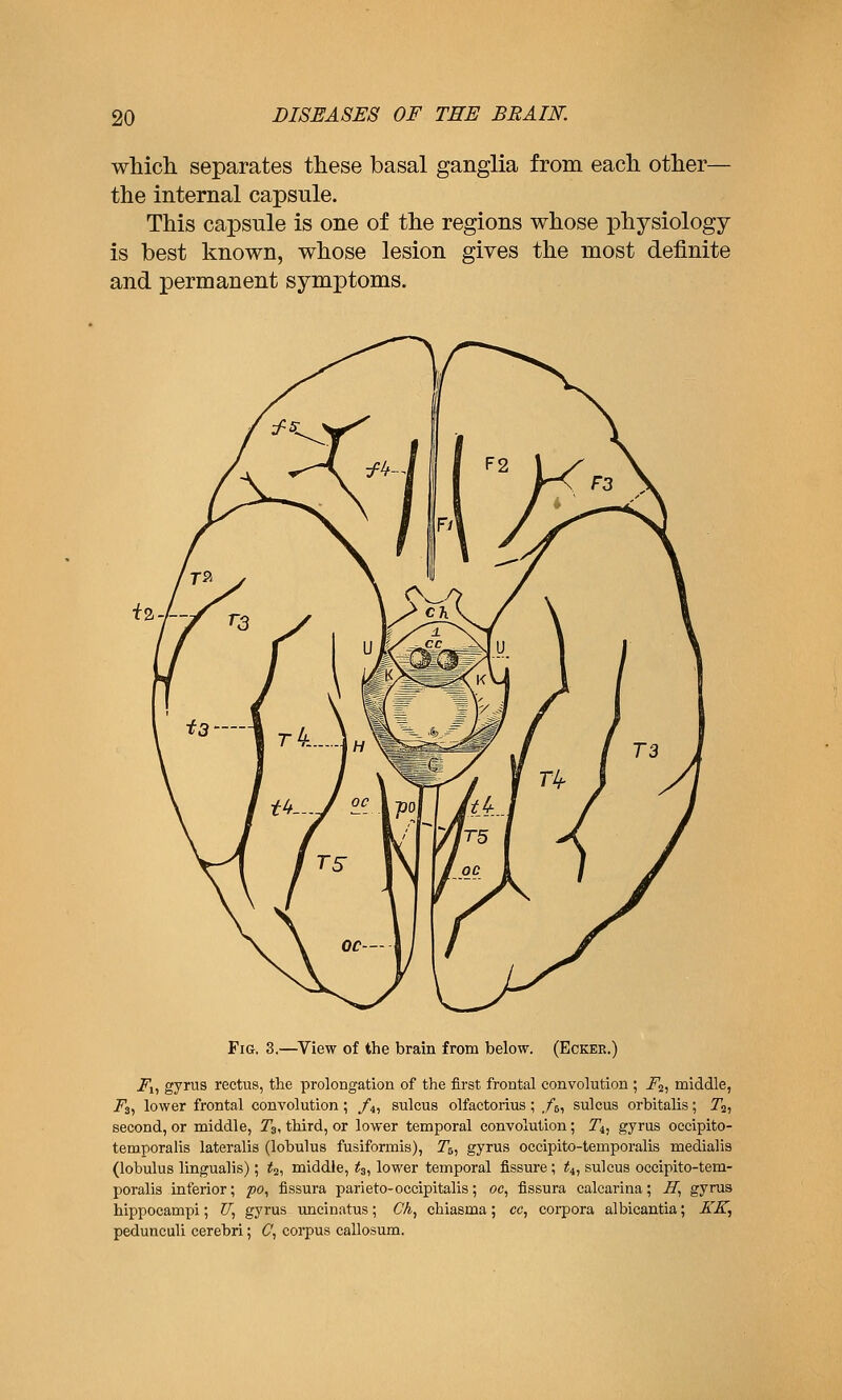 which separates these basal ganglia from each other— the internal capsule. This capsule is one of the regions whose physiology is best known, whose lesion gives the most definite and permanent symptoms. Fig. 3.—^View of the brain from below. (Eckee.) -^1) gy™s rectus, the prolongation of the first frontal convolution ; i^j, middle, 7^3, lower frontal convolution; fi, sulcus olfactorius; f^^ sulcus orbitalis; Tj, second, or middle, T3, third, or lower temporal convolution; Ti, gyrus occipito- temporalis lateralis (lobulus fusiformis), 7*6, gyrus occipito-temporalis medialis (lobulus lingualis); ^2, middle, 1^3, lower temporal fissure; t^, sulcus occipito-tem- poralis inferior; po, fissura parieto-occipitalis; oc, fissura calcarina; H^ gyrus hippocampi; ZT, gyrus uncinatus; CA, chiasma; cc, corpora albicantia; KK, pedunculi cerebri; C, corpus callosum.