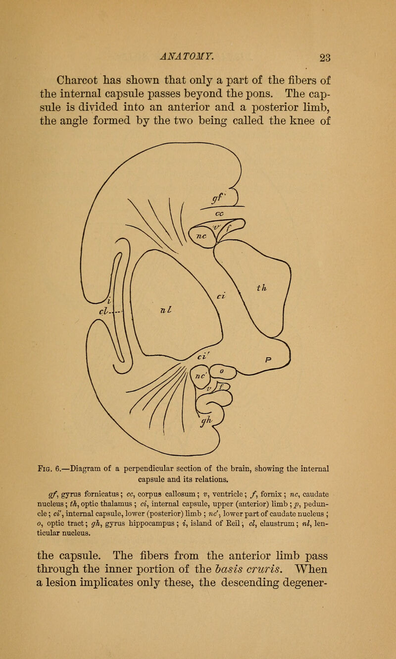 Charcot lias shown that only a part of the fibers of the internal capsule passes beyond the pons. The cap- sule is divided into an anterior and a posterior limb, the angle formed by the two being called the knee of Fig. 6.—Diagram of a perpendicular section of the brain, showing the internal capsule and its relations. gf, gyrus fornicatas; cc, corpus callosum; v, ventricle; /, fornix ; nc, caudate nucleus; th, optic thalamus ; ci, internal capsule, upper (anterior) limb; ^, pedun- cle ; ci\ internal capsule, lower (posterior) limb ; nc'., lower part of caudate nucleus J 0, optic tract; gh, gyrus hippocampus; i, island of Keil; d, claustrum; nl, len- ticular nucleus. the capsule. The fibers from the anterior limb pass through the inner portion of the basis cruris. When a lesion implicates only these, the descending degener-
