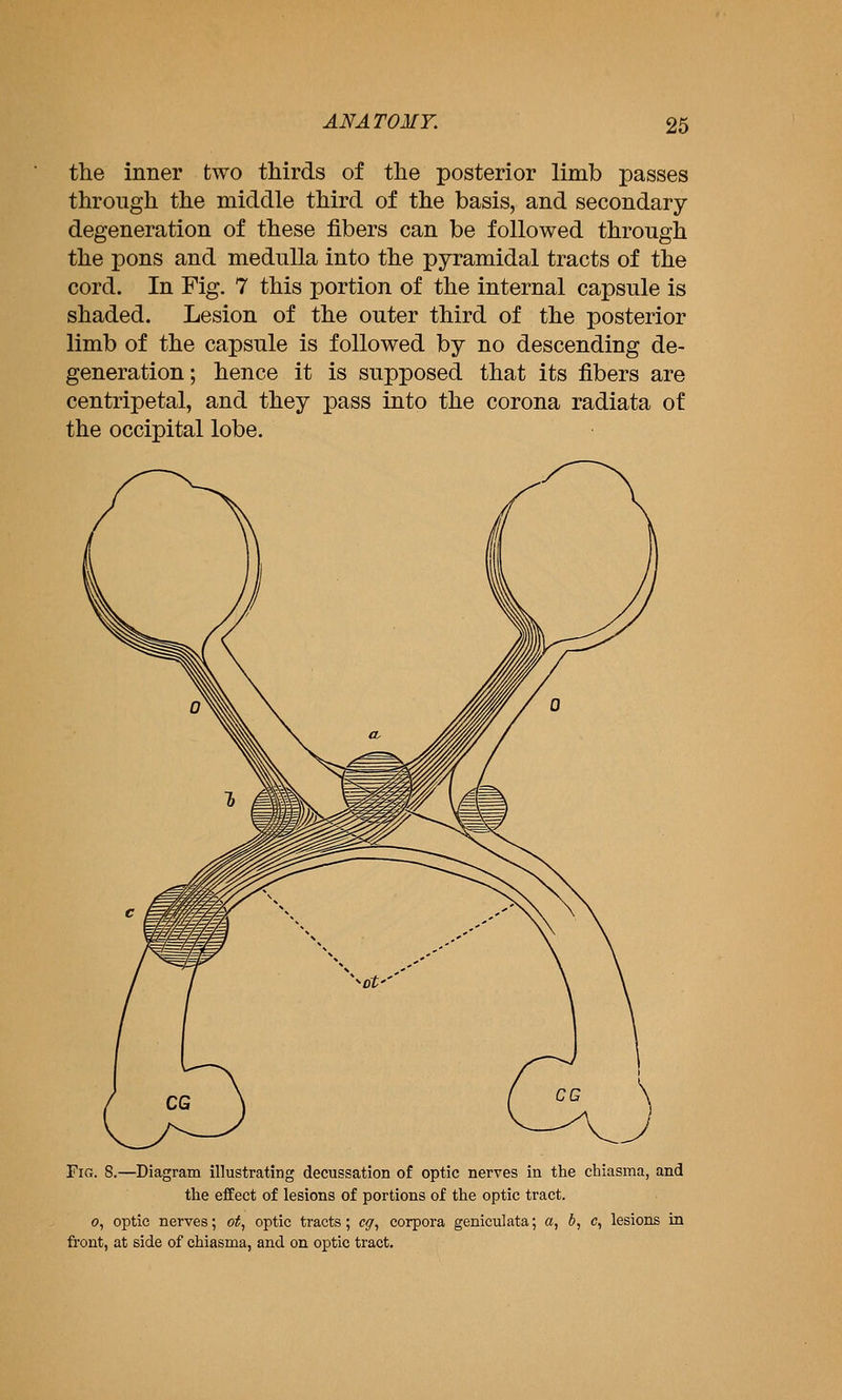 the inner two thirds of the posterior limb passes through the middle third of the basis, and secondary degeneration of these fibers can be followed through the pons and medulla into the pyramidal tracts of the cord. In Fig. 7 this portion of the internal capsule is shaded. Lesion of the outer third of the posterior limb of the capsule is followed by no descending de- generation; hence it is supposed that its fibers are centripetal, and they pass into the corona radiata of the occipital lobe. Fig. 8.—Diagram illustrating decussation of optic nerves in the chiasma, and the effect of lesions of portions of the optic tract. 0, optic nerves; ot, optic tracts; eg, corpora geniculata; a, b, c, lesions in fi'ont, at side of chiasma, and on optic tract.