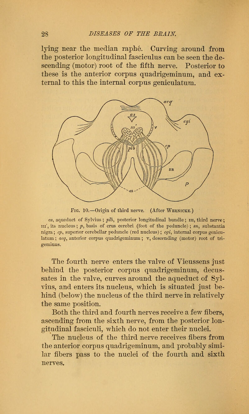 lying near the median raphe. Curving around from the posterior longitudinal fasciculus can be seen the de- scending (motor) root of the fifth nerve. Posterior to these is the anterior corpus quadrigeminum, and ex- ternal to this the internal corpus geniculatura. Fig. 10.—Origin of third nerve. (After Wernicke.) cs, aqueduct of Sylvius ; plb, posterior longitudinal bundle; iii, third nerve; III', its nucleus; p, basis of cms cerebri (foot of the peduncle); s«., substantia nigra; cp, superior cerebellar peduncle (red nucleus); cgi, internal corpus genicu- latum; acq^ anterior corpus quadrigeminum; v, descending (motor) root of tri- geminus. The fourth nerve enters the valve of Yieussens just behind the posterior corpus quadrigeminum, decus- sates in the valve, curves around the aqueduct of Syl- vius, and enters its nucleus, which is situated just be- hind (below) the nucleus of the third nerve in relatively the same position. Both the third and fourth nerves receive a few fibers, ascending from the sixth nerve, from the posterior lon- gitudinal fasciculi, which do not enter their nuclei. The nucleus of the third nerve receives fibers from the anterior corpus quadrigeminum, and probably simi- lar fibers pass to the nuclei of the fourth and sixth nerves.