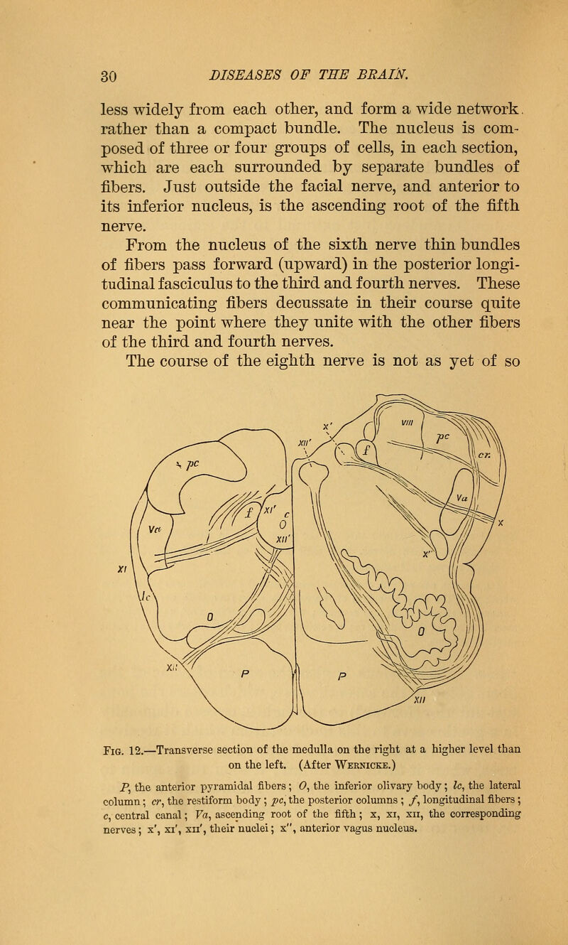 less widely from each other, and form a wide network, rather than a compact bundle. The nucleus Is com- posed of three or four groups of cells, in each section, which are each surrounded by separate bundles of fibers. Just outside the facial nerve, and anterior to its inferior nucleus, is the ascending root of the fifth nerve. From the nucleus of the sixth nerve thin bundles of fibers pass forward (upward) in the posterior longi- tudinal fasciculus to the third and fourth nerves. These communicating fibers decussate in their course quite near the point where they unite with the other fibers of the third and fourth nerves. The course of the eighth nerve is not as yet of so Fig. 12.—Transverse section of the medulla on the right at a higher level than on the left. (After Wernicke.) P, the anterior pyramidal fibers; 6>, the inferior olivary body; Ic^ tlae lateral column; cr, the restiform body; pc^ the posterior columns ; /, longitudinal fibers; c, central canal; Fa, ascending root of the fifth; x, xi, xii, the corresponding nerves; x', xi', xii', their nuclei; x, anterior vagus nucleus.