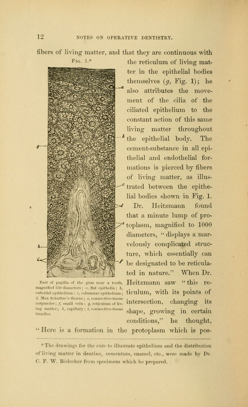 Fig. L* fibers of li\'ing matter, and that they are continuous with the reticulum of Hving mat- ter in the epithehal bodies themselves [g, Fig. 1); he also attributes the move- ment of the cilia of the ciliated epithelium to the constant action of this same living matter throughout * the epithelial body. The cement-substance in all epi- thelial and endothelial for- mations is pierced by fibers of living matter, as illus- '^ trated between the epithe- lial bodies shown in Fig. 1. Dr. Heitzmann found that a minute lump of pro- toplasm, magnified to 1000 diameters, displays a mar- velously complicated struc- ture, which essentially can be designated to be reticula- ted in nature. When Dr. Heitzmann saw this re- ticulum, with its points of intersection, changing its shape, growing in certain conditions, he thought,  Here is a formation in the protoplasm which is pos- I'^iii I I i)'i'l I I 11 •-' iii-iir a tooth, magiiifidl ;i.)Oiliiiiii(tcih; <-. H;it cpitliclia ; 6, r'iilH>irlHl fijitlu-liiwii; t; columnar (;|iitlicliiiin ; (/, Max S<-liult/,i;'H ttioriis ; e, coiinectivc'-tissiie corfMiwlcH ; /, Hiiiall vein : g, rcticiiliuii of liv- ing rnattor; //, capillarj' ; i, coniicctivc-tisHue biinillt'H. *The drawinff.s for the cuts to illustrate epithelium and the di8tri])ution of livinj^ matter in dentine, cernentum, cnumfl, etc., were made by r>i- C. F. W. Bodeeker from sj)eciinens whicli hr prfpiired.