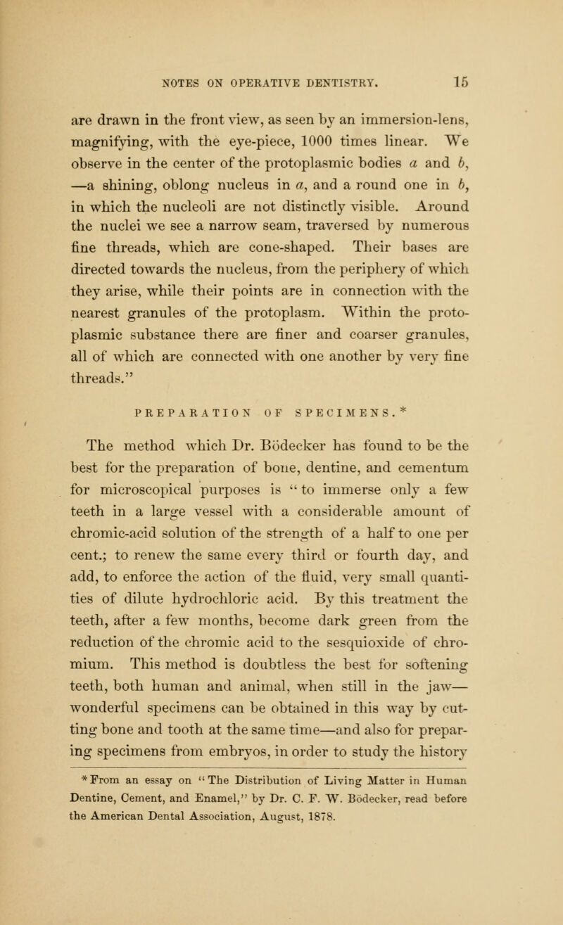 are drawn in the front view, as seen by an immersion-lens, magnifying, with the eye-piece, 1000 times linear. We observe in the center of the protoplasmic bodies a and 6, —a shining, oblong nucleus in a, and a round one in 6, in which the nucleoli are not distinctly visible. Around the nuclei we see a narrow seam, traversed by numerous fine threads, which are cone-shaped. Their bases are directed towards the nucleus, from the peripliery of which they arise, while their points are in connection \^^th the nearest granules of the protoplasm. Within the proto- plasmic substance there are finer and coarser granules, all of which are connected with one another by very fine threads. PREPARATION OF SPECIMENS.* The method which Dr. Bodecker has found to be the best for the preparation of bone, dentine, and cementum for microscopical purposes is  to immerse only a few teeth in a large vessel with a considerable amount of chromic-acid solution of the strength of a half to one per cent.; to renew the same every third or fourth day, and add, to enforce the action of the fluid, very small quanti- ties of dilute hydrochloric acid. By this treatment the teeth, after a few months, become dark green from the reduction of the chromic acid to the sesquioxide of chro- mium. This method is doubtless the best for softenine: teeth, both human and animal, when still in the jaw— wonderful specimens can be obtained in this way by cut- ting bone and tooth at the same time—and also for prepar- ing specimens from embryos, in order to study the history *From an essay on The Distribution of Living Matter in Human Dentine, Cement, and Enamel, by Dr. C. F. W. Bodecker, read before the American Dental Association, August, 1878.