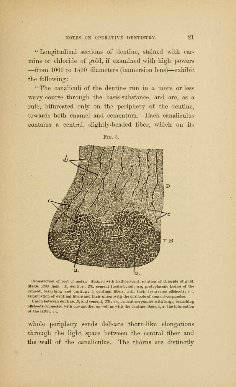  Longitudinal sections of dentine, stained with car- mine or chloride of gold, if examined with high powers —from 1000 to 1500 diameters (immersion lens)—exhibit the following: '' The canaliculi of the dentine run in a more or less wa\y course through the basis-substance, and are, as a rule, bifurcated only on the periphery of the dentine, towards both enamel and cementum. Each canaliculus contains a central, slightly-beaded fiber, which on its Fig. 3. TB Cross-section of root of molar. Stained with half-per-cent. sulution of chloride of gold. Magn. 1200 diam. D, dentine; TB, cement (tooth-bone); a a, protoplasmic bodies of the cement, branching and uniting; b, dentinal fibers, with their transverse offshoots; c c, ramification of dentinal fibers and their union with the offshoots of cement-corpuscles. Union between dentine, D, and cement, TB; aa, cement-corpuscles with large, branching offshoots connected with one another as well as with the dentine-fibers, 6, at the bifurcation of the latter, c c. whole periphery sends delicate thorn-like elongations through the light space between the central fiber and the wall of the canaliculus. The thorns are distinctly