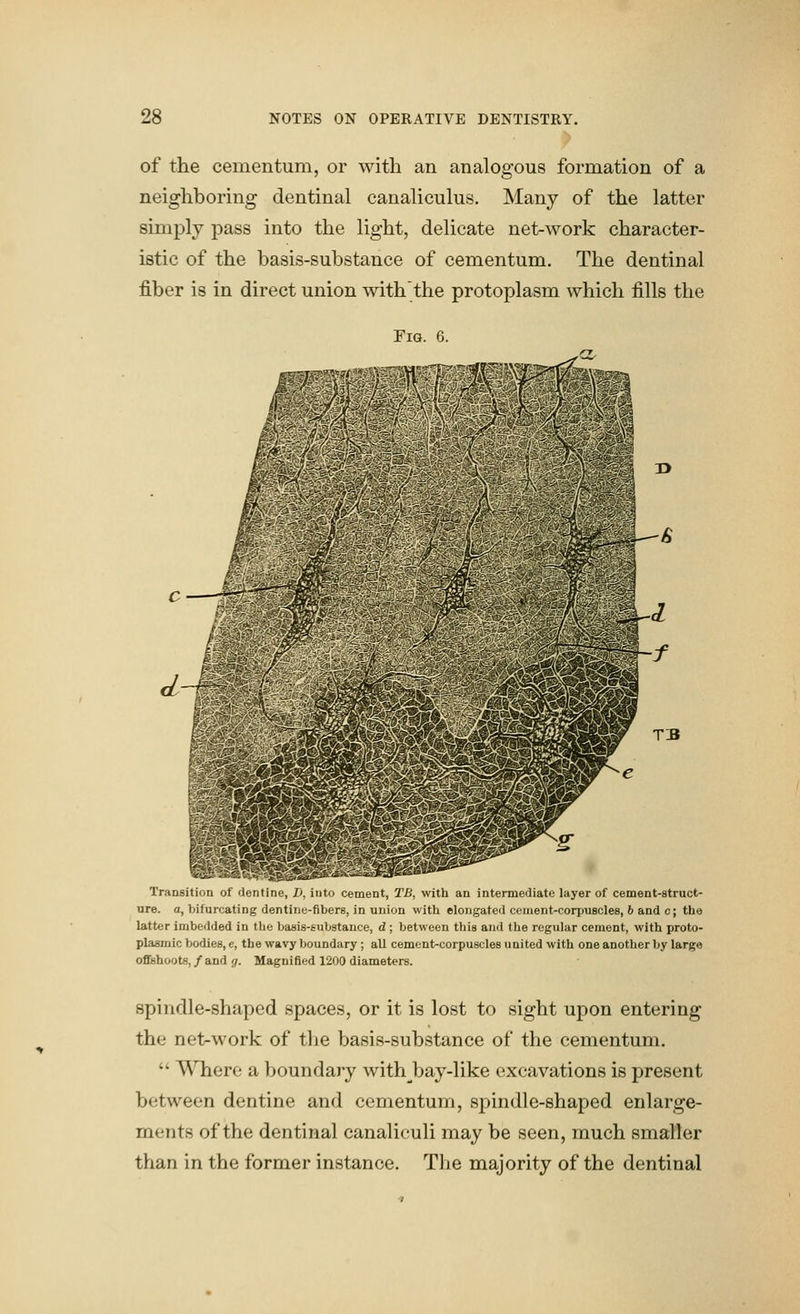 of the cementum, or with an analogous formation of a neighboring dentinal canaliculus. Many of the latter simply pass into the light, delicate net-work character- istic of the basis-substance of cementum. The dentinal fiber is in direct union with'the protoplasm which fills the Fig. 6. TB Transition of dentine, D, into cement, TB, with an intermediate layer of cement-struct- ure, a, bifurcating dentine-fibers, in union with elongated ceinent-corpuBcles, 6 and c; the latter imbedded in the basis-substance, d ; between this and the regular cement, with proto- plasmic bodies, e, the wavy boundary ; all cement-corpuscles united with one another by large offshoots, / and <;. Magnified 1200 diameters. spindle-shaped spaces, or it is lost to sight upon entering the net-work of tlie basis-substance of the cementum.  Where a boundary with bay-like excavations is present between dentine and cementum, spindle-shaped enlarge- ments of the dentinal canaliculi may be seen, much smaller than in the former instance. The majority of the dentinal