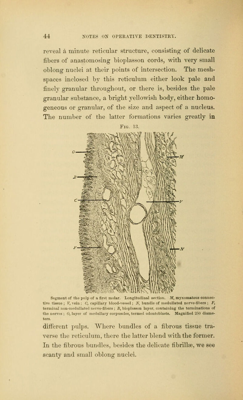 reveal a minute reticular structure, consisting of delicate fibers of anastomosing bioplasson cords, with very small oblong nuclei at their points of intersection. The mesh- spaces inclosed b}' this reticulum either look pale and finely granular throughout, or there is, besides the pale granular substance, a bright yellowish body, either homo- geneous or granular, of the size and aspect of a nucleus. The number of the latter formations varies greatly in Fig. 13. Segment of the pulp of a first molar. Longitudinal section. Jlf, myxomatous connec- tive tissue ; V, vein ; C, capillary blood-vessel; iV, bundle of iiiedullated nerve-fibers ; F, terminal non-niedullated inrve-fibers ; B, bioplasson layer, containing the terminations of the nerves ; 0, layer of nieduUary corpuscles, termed odontoblasts. Magnified 2.50 diame- ters. different pulps. Where bundles of a fibrous tissue tra- verse the reticulum, there the latter blend with the former. In the fibrous bundles, besides the delicate fibrillae, we see scanty and small oblong nuclei.