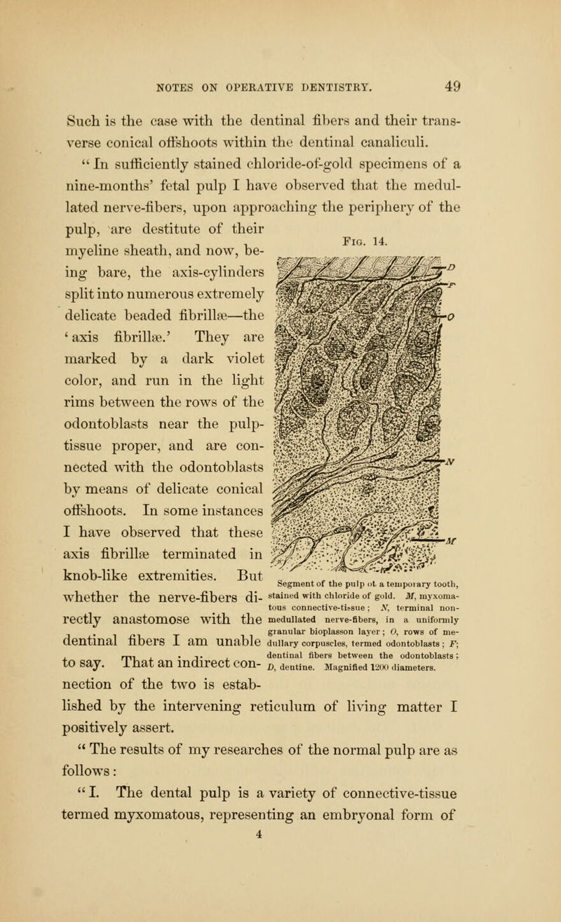 Fio. 14. Such is the case with the dentinal j&bers and their trans- verse conical oftshoots within the dentinal canaliculi.  In sufficiently stained ehloride-of-gold specimens of a nine-months' fetal pulp I have observed that the medul- lated nerve-fibers, upon approaching the periphery of the pulp, are destitute of their myeline sheath, and now, be- ing bare, the axis-cylinders split into numerous extremely delicate beaded fibrill^e—the ' axis fibrillte.' They are marked by a dark violet color, and run in the light rims between the rows of the odontoblasts near the pulp- tissue proper, and are con- nected with the odontoblasts by means of delicate conical offshoots. In some instances I have observed that these axis fibrillfe terminated in knob-like extremities. But „ Segment of the pulp ot a teiiipoiary tooth, whether the nerve-fibers di- sfai^e^ ^ith chloride of goia. m, myxoma- tous connective-ti^sue; N, terminal non- rectly anastomose with the medullated nerve-flbers, in a unifonnly . granular bioplaeson layer; 0, rows of me- dentinal fibers I am unable dullary corpuscles, termed odontoblasts; F; X mi J. • J • X dentinal fibers between the odontoblasts; to say. I hat an indirect con- d, dentine. Magnified 1200 diameters. nection of the two is estab- lished by the intervening reticulum of li^^ng matter I positively assert.  The results of my researches of the normal pulp are as follows:  I. Tlie dental pulp is a variety of connective-tissue termed myxomatous, representing an embryonal form of 4