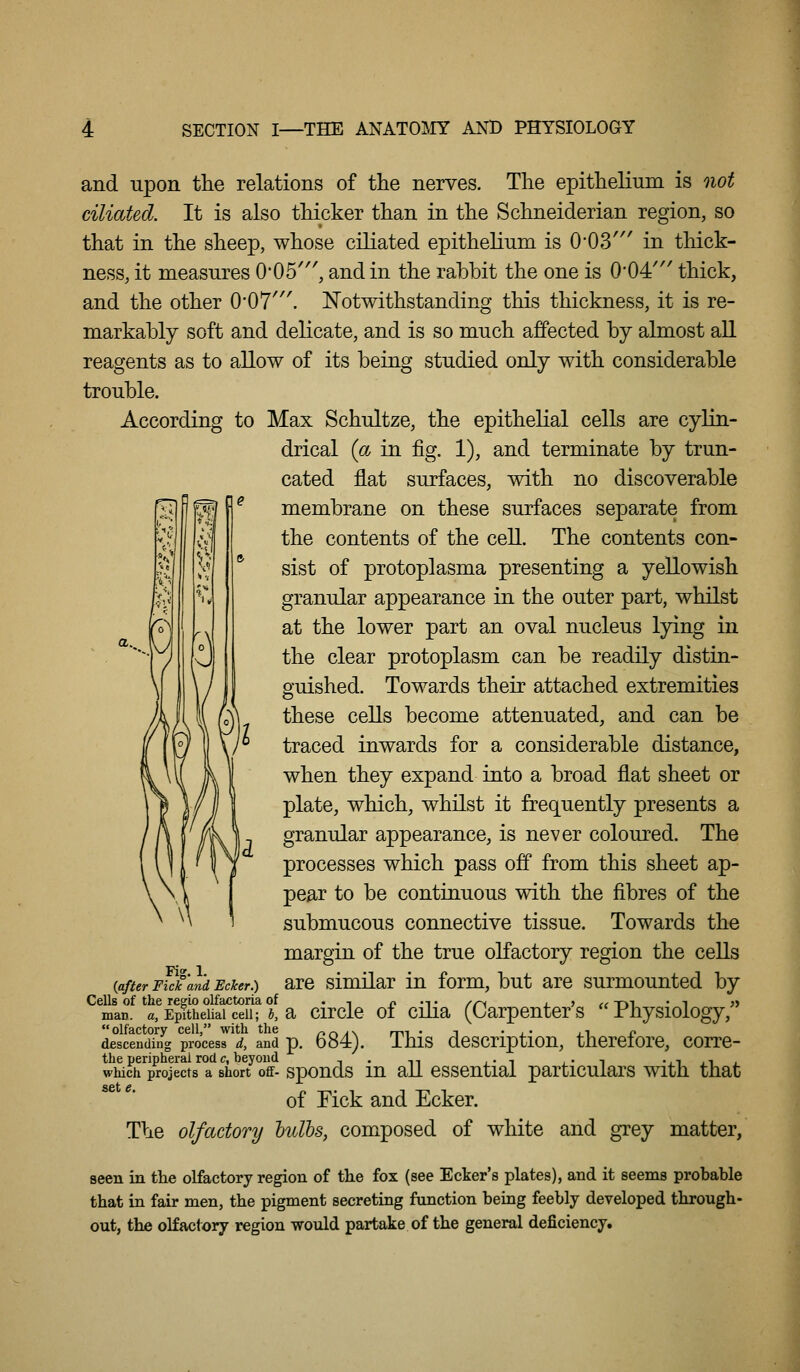 and upon the relations of the nerves. The epithelium is not ciliated. It is also thicker than in the Schneiderian region, so that in the sheep, whose ciliated epithelium is 0'03''' in thick- ness, it measures 0'05''', and in the rabbit the one is 0*04''' thick, and the other 0'07'''. ISTotwithstanding this thickness, it is re- markably soft and delicate, and is so much affected by almost all reagents as to allow of its being studied only with considerable trouble. According to Max Schultze, the epithelial cells are cylin- drical {a in fig. 1), and terminate by trun- cated flat surfaces, with no discoverable membrane on these surfaces separate from the contents of the cell. The contents con- sist of protoplasma presenting a yellowish granular appearance in the outer part, whilst at the lower part an oval nucleus lying in the clear protoplasm can be readily distin- guished. Towards their attached extremities these cells become attenuated, and can be traced inwards for a considerable distance, when they expand into a broad flat sheet or plate, which, whilst it frequently presents a granular appearance, is never coloured. The processes which pass off from this sheet ap- pear to be continuous with the fibres of the submucous connective tissue. Towards the margin of the true olfactory region the cells are similar in form, but are surmounted by flfEpthdiaT'c'^iiT j! a circle of ciha (Carpenter's Physiology, olfactory cell, with the nr^is r^^^ • ^ • 1' il o descending process d, and p. 684). Ihis dcscriptiou, tncrelore, corrc- the peripheral rod c, beyond ... _, . , ,• i '^i ji . which projects a short off- spouds lu all csscntial particulars with, that of Tick and Ecker. The olfactory hulls, composed of white and grey matter, seen in the olfactory region of the fox (see Ecker's plates), and it seems probable that in fair men, the pigment secreting function being feebly developed through- out, the olfactory region would partake of the general deficiency. Fig.l. {after Fick and Ecker.) Cells of the ^egio olfactoria of man