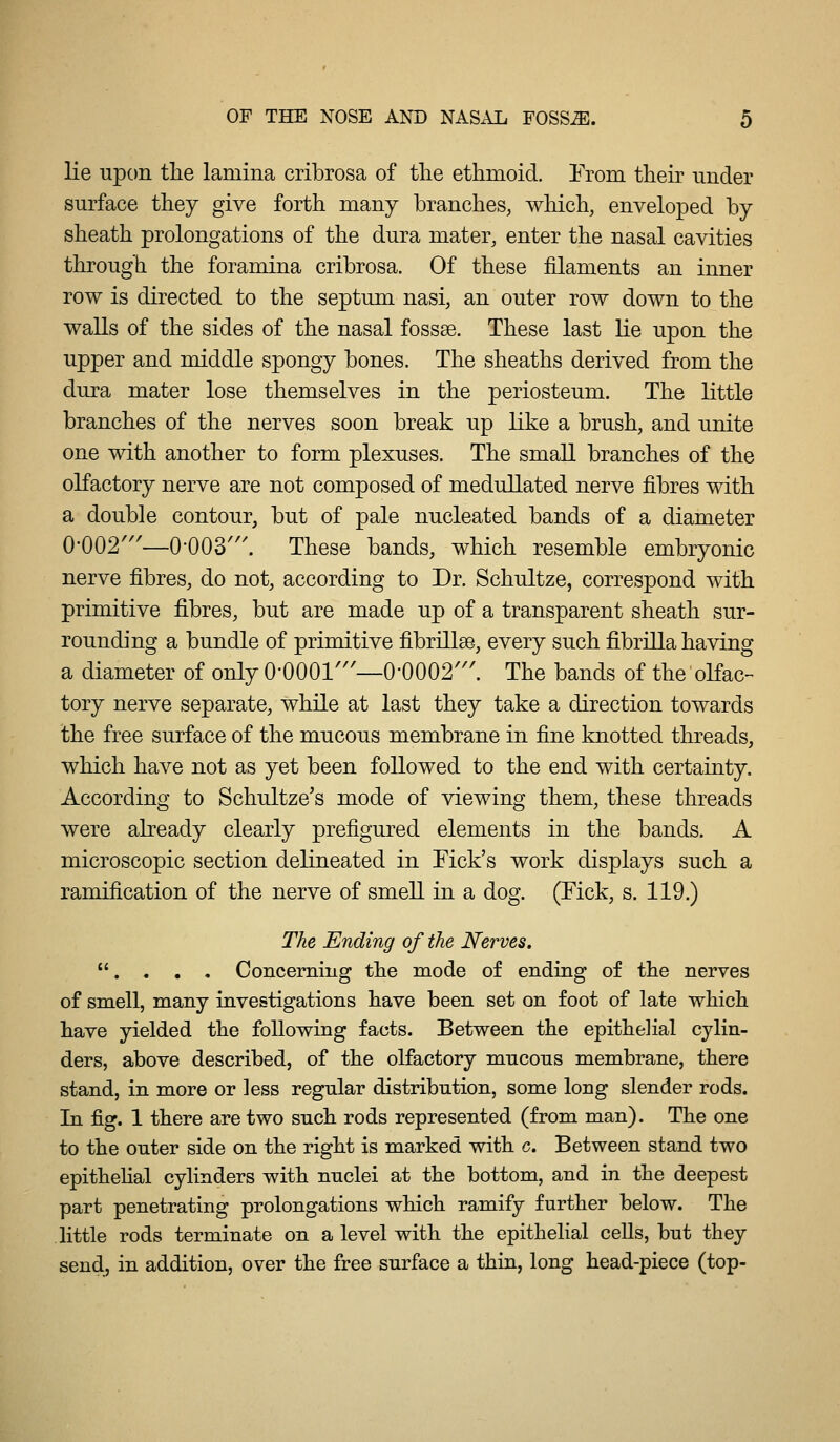 lie upon the lamina cribrosa of the ethmoid. Erom their under surface they give forth many branches, which, enveloped by sheath prolongations of the dura mater, enter the nasal cavities through the foramina cribrosa. Of these filaments an inner row is directed to the septum nasi, an outer row down to the walls of the sides of the nasal fossse. These last lie upon the upper and middle spongy bones. The sheaths derived from the dura mater lose themselves in the periosteum. The little branches of the nerves soon break up like a brush, and unite one with another to form plexuses. The small branches of the olfactory nerve are not composed of medullated nerve fibres with a double contour, but of pale nucleated bands of a diameter 0002'''—0-003^''. These bands, which resemble embryonic nerve fibres, do not, according to Dr. Schultze, correspond with primitive fibres, but are made up of a transparent sheath sur- rounding a bundle of primitive fibrillse, every such fibrilla having a diameter of only O'OOOl'''—0-0002'''. The bands of the olfac- tory nerve separate, while at last they take a direction towards the free surface of the mucous membrane in fine knotted threads, which have not as yet been followed to the end with certainty. According to Schultze's mode of viewing them, these threads were already clearly prefigured elements in the bands. A microscopic section delineated in Tick's work displays such a ramification of the nerve of smell in a dog. (Fick, s. 119.) The Ending of the Nerves. . , . , Concerning the mode of ending of the nerves of smell, many investigations have been set on foot of late which have yielded the following facts. Between the epithelial cylin- ders, above described, of the olfactory mucous membrane, there stand, in more or less regular distribution, some long slender rods. In fig. 1 there are two such rods represented (from man). The one to the outer side on the right is marked with c. Between stand two epithehal cylinders with nuclei at the bottom, and in the deepest part penetrating prolongations which ramify further below. The little rods terminate on a level with the epithelial cells, but they send, in addition, over the free surface a thin, long head-piece (top-