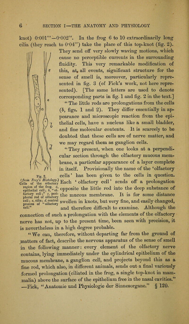 knot) O-OOl'—0-002'. In tlie frog 6 to 10 extraordinarily long cilia (they reacb. to 0'04') take the place of this top-knot (fig. 2). They send off very slowly waving motions, which cause no perceptible currents in the surrounding fluidity. This very remarkable modification of this, at, all events, significant struct are for the sense of smell is, moreover, particularly repre- sented in fig. 3 (of Tick's work, not here repre- sented). [The same letters are used to denote corresponding parts in fig. 1 and fig. 2 in the text.]  The little rods are prolongations from the cells (5, figs. 1 and 2). They differ essentially in ap- pearance and microscopic reaction from the epi- thelial cells, have a nucleus like a small bladder, and fine molecular contents. It is scarcely to be doubted that these cells are of nerve matter, and we may regard them as ganglion cells.  They present, when one looks at a perpendi- cular section through the olfactory mucous mem- brane, a particular appearance of a layer complete in itself. Provisionally the name of the ' olfactory Tig 2. cells' has been given to the cells in question. ^5rofSe^l5S?;^Each 'olfactory cell' sends off a prolongation S?treiif/ceiif?fot: opposite the little rod into the deep substance of ^hCT°i^rS^otoifectory ^^^ mucous membrane. It is for some distance ceU; e, cilia; (^,^centrai g^ollcu in knots, but vcry fine, and easily changed, cell. and therefore difficult to examine. Although the connection of such a prolongation with the elements of the olfactory nerve has not, up to the present time, been seen with precision, it is nevertheless in a high degree probable. We can, therefore, without departing far from the ground of matters of fact, describe the nervous apparatus of the sense of smell in the following manner: every element of the olfactory nerve contains, lying immediately under the cylindrical epithelium of the mucous membrane, a ganglion cell, and projects beyond this as a fine rod, which also, in different animals, sends out a final variously formed prolongation (ciliated in the frog, a single top-knot in mam- malia) above the surface of the epithelium free in the nasal cavities. —Fick, Anatomic und Physiologie der Sinnesorgane. § 120.