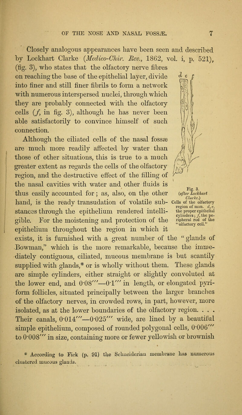 Closely analogous appearances have been seen and described by Lockliart Clarke {Meclico-CMr. Rm., 1862, vol. i, p. 521), (fig. 3), who states that the oKactory nerve fibres on reaching the base of the epithelial layer, divide into finer and still finer fibrils to form a network with numerous interspersed nuclei, through which they are probably connected with the olfactory cells (/, in fig. 3), although he has never been able satisfactorily to convince himself of such connection. Although the ciliated cells of the nasal fossse are much more readily affected by water than those of other situations, this is true to a much /^A \J^ greater extent as regards the cells of the olfactory uj^^^ region, and the destructive effect of the filling of f the nasal cavities with water and other fluids is Fio-. 3. thus easily accounted for ; as, also, on the other [after lockaH . Clarke.) hand, is the ready transudation of volatile sub- Ceiis of the olfactory region of man. d, e- stances through the epithelium rendered intelli- the proper epithelial *-' -•- _ cylinders;/, the pe- g^ible. For the moistening: and protection of the ripherai rod of the o ^ ^ 7 . . . olfactory cell. epithelium throughout the region in which it exists, it is furnished with a great number of the glands of •Bowman, which is the more remarkable, because the imme- diately contiguous, ciliated, mucous membrane is but scantily supplied with glands,* or is wholly without them. These glands are simple cylinders, either straight or slightly convoluted at the lower end, and O'OS'—01'' in length, or elongated pyri- form follicles, situated principally between the larger brandies of the oKactory nerves, in crowded rows, in part, however, more isolated, as at the lower boundaries of the oKactory region. . . . Their canals, 0-014'—0-025''' wide, are lined by a beautiful simple epithelium, composed of rounded polygonal ceUs, 0-006' to 0-008' in size, containing more or fewer yeUowish or brownish * According to Fick (p. 91) the Sclmeicleriau membraue lias numerous clustered mucous glands.