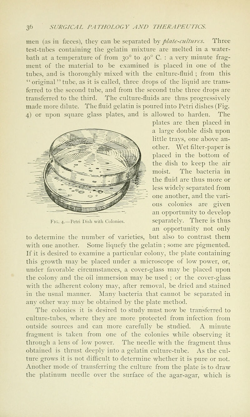 men (as in faeces), they can be separated hy plafe-nclfnres. Three test-tnbes containing the gelatin mixture are melted in a water- bath at a temperature of from 30° to 40° C. : a very minute frag- ment of the material to be examined is placed in one of the tubes, and is thoroughly mixed with the culture-fluid ; from this  original  tube, as it is called, three drops of the liquid are trans- ferred to the second tube, and from the second tube three drops are transferred to the third. The culture-fluids are thus progressively made more dilute. The fluid gelatin is poured into Petri dishes (Fig. 4) or upon square glass plates, and is allowed to harden. The plates are then placed in a large double dish upon little trays, one above an- other. Wet filter-paper is placed in the bottom of the dish to keep the air moist. The bacteria in the fluid are thus more or less widely separated from one another, and the vari- ous colonies are given an opportunity to develop separately. There is thus an opportunity not only to determine the number of varieties, but also to contrast them with one another. Some liquefy the gelatin ; some are pigmented. If it is desired to examine a particular colony, the plate containing this growth may be placed under a microscope of low power, or, under favorable circumstances, a cover-glass may be placed upon the colony and the oil immersion ma}' be used ; or the cover-glass with the adherent colony may, after removal, be dried and stained in the usual manner. ]\Iany bacteria that cannot be separated in any other way may be obtained by the plate method. The colonies it is desired to study must now be transferred to culture-tubes, where they are more protected from infection from outside sources and can more carefully be studied. A minute fragment is taken from one of the colonies while observinof it through a lens of low power. The needle with the fragment thus obtained is thrust deeply into a gelatin culture-tube. As the cul- ture grows it is not diflicult to determine whether it is pure or not. Another mode of transferring the culture from the plate is to draw the platinum needle over the surface of the agar-agar, which is Fig. 4.—Petri Dish with Colonies.