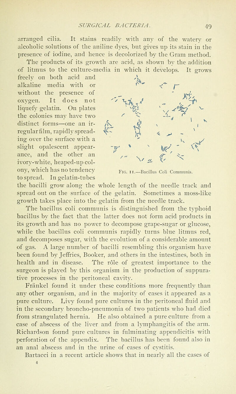 arranged cilia. It stains readily with any of the watery or alcoholic solutions of the aniline dyes, but gives up its stain in the presence of iodine, and hence is decolorized by the Gram method. The products of its growth are acid, as shown by the addition of litmus to the culture-media in which it develops. It grows freelv on both acid and X alkaline media with or '^ ^ ~^' t— without the presence of __ ' t/,/' oxygen. It does not ^/ i-^-j^ ^,f ^ ^ '—f\ 7' liquefy gelatin. On plates ' ^yyl \ ^ -^^'^J ^ J/. the colonies may have two distinct forms—one an ir- /K^ ^^t. ^ ' regular film, rapidly spread- nf-- uj, -^ -j - ^ ing over the surface with a '  K 1/ slight opalescent appear- -j^' ^ ^ y^' ' \V ance, and the other an /'^ v {'^ ^ ^~ ivory-white, heaped-up col- ^ ^c \'^ Ony, which has no tendency fig. n.-Bacillus Coli Communis. to spread. In gelatin-tubes the bacilli grow along the whole length of the needle track and spread out on the surface of the gelatin. Sometimes a moss-like growth takes place into the gelatin from the needle track. The bacillus coli communis is distinguished from the typhoid bacillus by the fact that the latter does not form acid products in its growth and has no power to decompose grape-sugar or glucose, while the bacillus coli communis rapidly turns blue litmus red, and decomposes sugar, with the evolution of a considerable amount of gas. A large number of bacilli resembling this organism have been found by Jeffries, Booker, and others in the intestines, both in health and in disease. The role of greatest importance to the surgeon is played by this organism in the production of suppura- tive processes in the peritoneal cavity. Frankel found it under these conditions more frequently than any other organism, and in the majority of cases it appeared as a pure culture. Livy found pure cultures in the peritoneal fluid and in the secondary broncho-pneumonia of two patients who had died from strangulated hernia. He also obtained a pure culture from a case of abscess of the liver and from a lymphangitis of the arm. Richardson found pure cultures in fulminating appendicitis with perforation of the appendix. The bacillus has been found also in an anal abscess and in the urine of cases of cystitis. Bartacci in a recent article shows that in nearly all the cases of 4