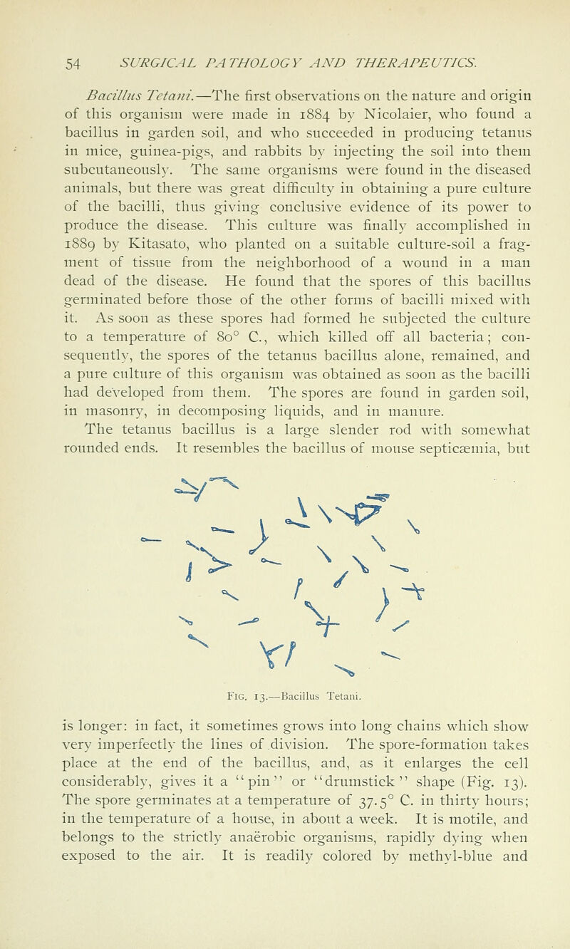 Bacillus Tcta)ii.—The first observations on the nature and origin of this organism were made in 1884 by Nicolaier, who found a bacillus in garden soil, and who succeeded in producing tetanus in mice, guinea-pigs, and rabbits by injecting the soil into them subcutaneously. The same organisms were found in the diseased animals, but there was great difficulty in obtaining a pure culture of the bacilli, thus giving conclusive evidence of its power to produce the disease. This culture was finally accomplished in 1889 by Kitasato, who planted on a suitable culture-soil a frag- ment of tissue from the neighborhood of a wound in a man dead of the disease. He found that the spores of this bacillus germinated before those of the other forms of bacilli mixed with it. x\s soon as these spores had formed he subjected the culture to a temperature of 80° C, which killed off all bacteria; con- sequently, the spores of the tetanus bacillus alone, remained, and a pure culture of this organism was obtained as soon as the bacilli had developed from them. The spores are found in garden soil, in masonry, in decomposing liquids, and in manure. The tetanus bacillus is a large slender rod with somewhat rounded ends. It resembles the bacillus of mouse septicaemia, but J > ^ V\ ^ v/ Fig. 13.—-Bacillus Tetaiii. is longer: in fact, it sometimes grows into long chains which show very imperfectly the lines of division. The spore-formation takes place at the end of the bacillus, and, as it enlarges the cell considerably, gives it a pin or drumstick shape (Fig. 13). The spore germinates at a temperature of 37.5° C. in thirty hours; in the temperature of a house, in about a week. It is motile, and belongs to the strictly anaerobic organisms, rapidl}^ dying when exposed to the air. It is readily colored by methyl-blue and