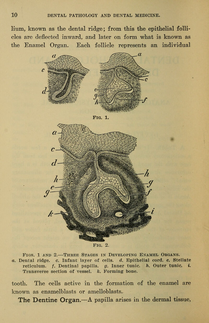 lium, known as the dental ridge; from this the epithelial folli- cles are deflected inward, and later on form what is known as the Enamel Organ. Each follicle represents an individual .a Fig. 1. Fig. 2. Figs. 1 and 2.—Theee Stages in Developing Enamel Organs. a. Dental ridge, c. Infant layer of cells, d. Epithelial cord. e. Stellate reticulum, f. Dentinal papilla, g. Inner tunic, h. Outer tunic, i. Transverse section of vessel. 7c. Forming bone. tooth. The cells active in the formation of the enamel are known as enamelblasts or amelloblasts.. The Dentine Organ.—A papilla arises in the dermal tissue,