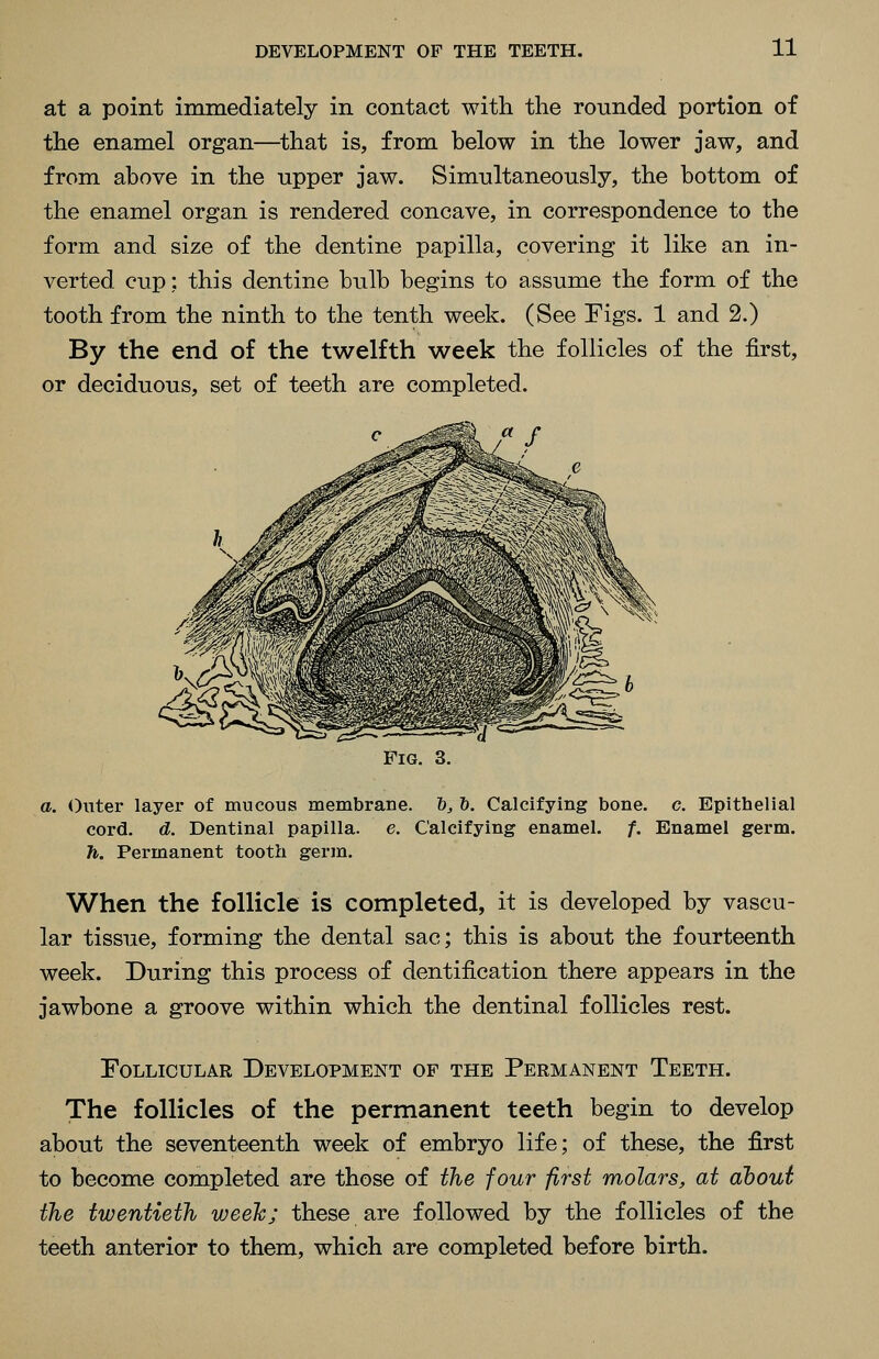 at a point immediately in contact with the rounded portion of the enamel organ—^that is, from below in the lower jaw, and from above in the upper Jaw. Simultaneously, the bottom of the enamel organ is rendered concave, in correspondence to the form and size of the dentine papilla, covering it like an in- verted cup: this dentine bulb begins to assume the form of the tooth from the ninth to the tenth week. (See Figs. 1 and 2.) By the end of the twelfth week the follicles of the first, or deciduous, set of teeth are completed. Fig. 3. a. Outer layer of mucous membrane. 6^ 6. Calcifying bone. c. Epithelial cord. d. Dentinal papilla, e. Calcifying enamel, f. Enamel germ. h. Permanent tooth germ. When the follicle is completed, it is developed by vascu- lar tissue, forming the dental sac; this is about the fourteenth week. During this process of dentification there appears in the jawbone a groove within which the dentinal follicles rest. Follicular Development of the Permanent Teeth. The follicles of the permanent teeth begin to develop about the seventeenth week of embryo life; of these, the first to become completed are those of the four first molars, at ahout the twentieth weeh; these are followed by the follicles of the teeth anterior to them, which are completed before birth.