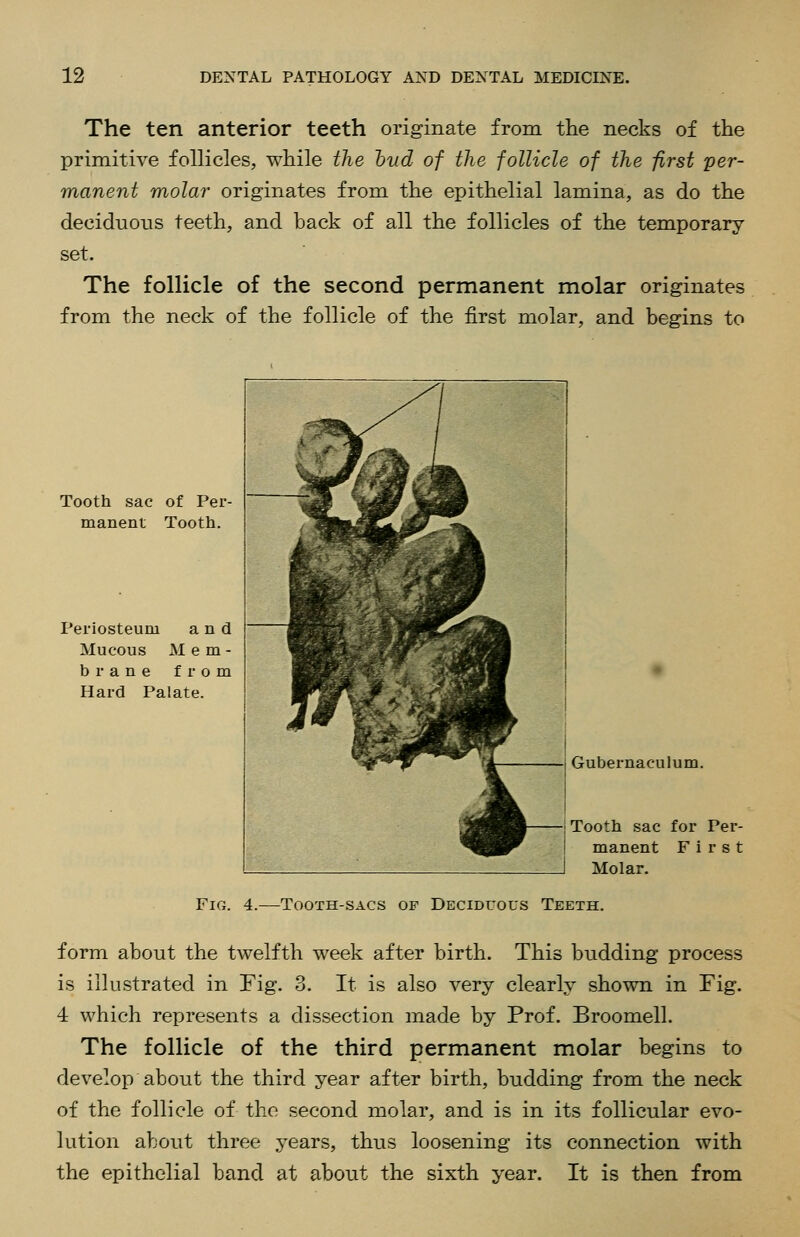 The ten anterior teeth originate from the necks of the primitive follicles, while the hud of the follicle of the first per- manent molar originates from the epithelial lamina, as do the deciduous teeth, and back of all the follicles of the temporary- set. The follicle of the second permanent molar originates from the neck of the follicle of the first molar, and begins to Tooth sac of Per- manent Tooth. Periosteum and Mucous Mem- brane from Hard Palate. Gubernaculum. Tooth sac for Per- manent First Molar. Fig. 4.—Tooth-sacs of Deciduous Teeth. form about the twelfth week after birth. This budding process is illustrated in Fig. 3. It is also very clearly shown in Fig. 4 which represents a dissection made by Prof. Broomell. The follicle of the third permanent molar begins to develop about the third year after birth, budding from the neck of the follicle of the second molar, and is in its follicular evo- lution about three years, thus loosening its connection with the epithelial band at about the sixth year. It is then from