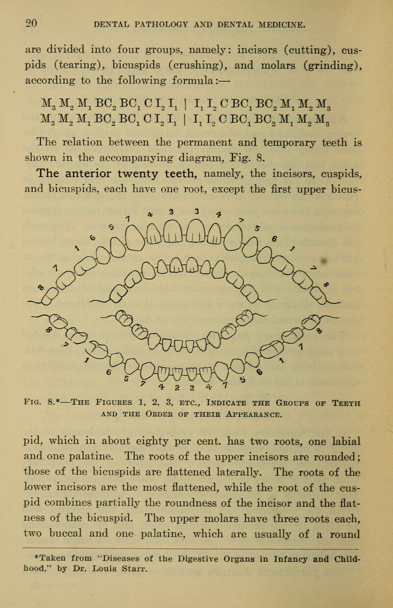 are divided into four groups, namely: incisors (cutting), cus- pids (tearing), bicuspids (crushing), and molars (grinding), according to the following formula:— M3 M2 M, BC, BC, C I, I, JVIgM^M^BC^BC^CI,!, I, I, C BC, BC2 M, M, M3 I.LCBC.BaM^M^Mg The relation between the permanent and temporary teeth is shown in the accompanying diagram. Fig. 8. The anterior twenty teeth, namely, the incisors, cuspids, and bicuspids, each have one root, except the first upper bicus- 3 3 ' 4- 2 2 At '7 Fig. 8.*—The Figures 1, 2, 3, etc.^ Indicate the Groups of Teeth AND THE Order of their Appearance. pid, which in about eighty per cent, has two roots, one labial and one palatine. The roots of the upper incisors are rounded; those of the bicuspids are flattened laterally. The roots of the lower incisors are the most flattened, while the root of the cus- pid combines partially the roundness of the incisor and the flat- ness of the bicuspid. The upper molars have three roots each, two buccal and one palatine, which are usually of a round *Taken from Diseases of the Digestive Organs in Infancy and Child- hood, by Dr. Louis Starr.