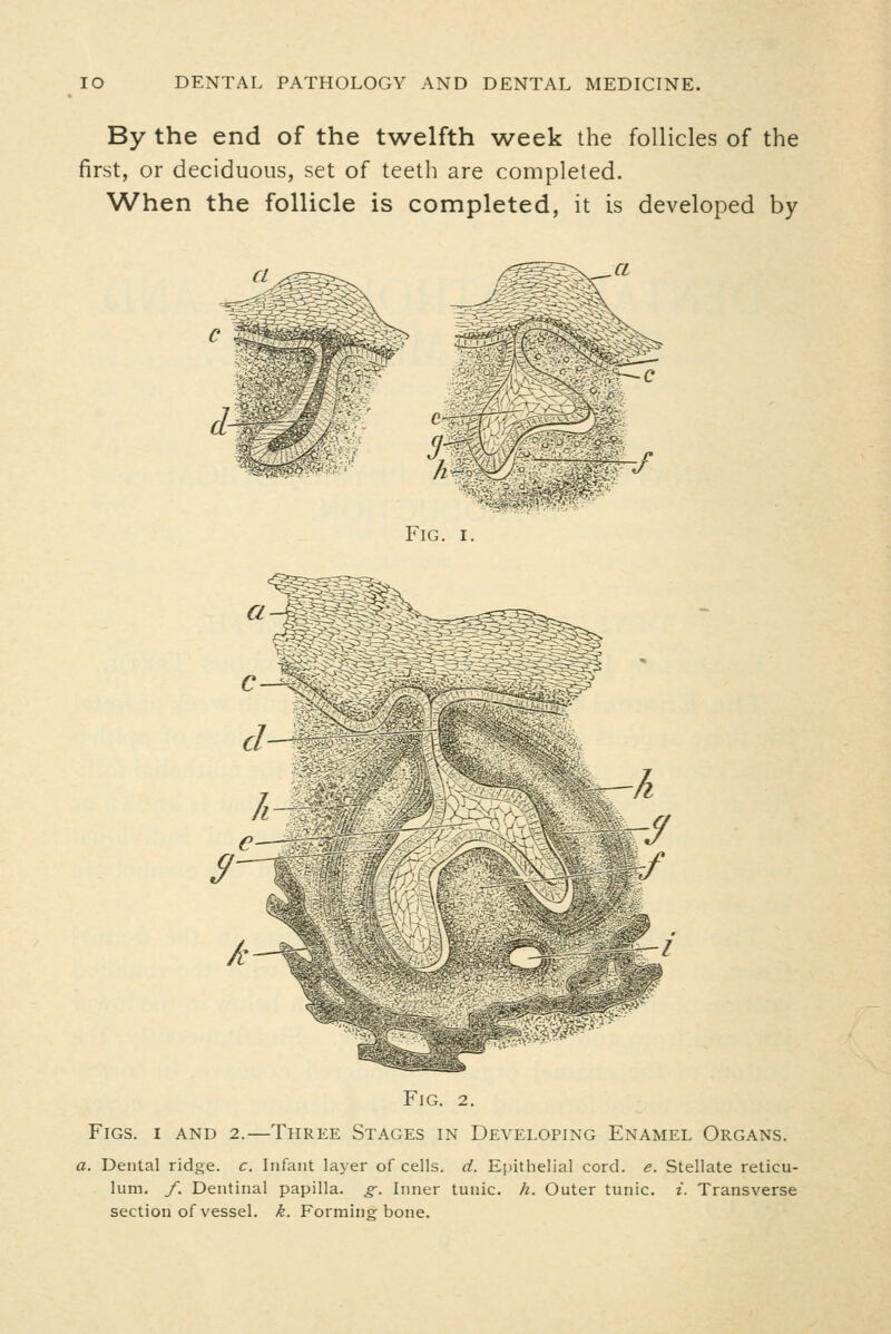 By the end of the twelfth week the follicles of the first, or deciduous, set of teeth are completed. When the follicle is completed, it is developed by $■ — /y A \ '-.9 Fig. 2. Figs, i and 2.—Three Stages in Developing Enamel Organs, a. Dental ridge, c. Infant layer of cells, d. Epithelial cord. e. Stellate reticu- lum, f. Dentinal papilla, g. Inner tunic, h. Outer tunic, i. Transverse section of vessel, k. Formino; bone.