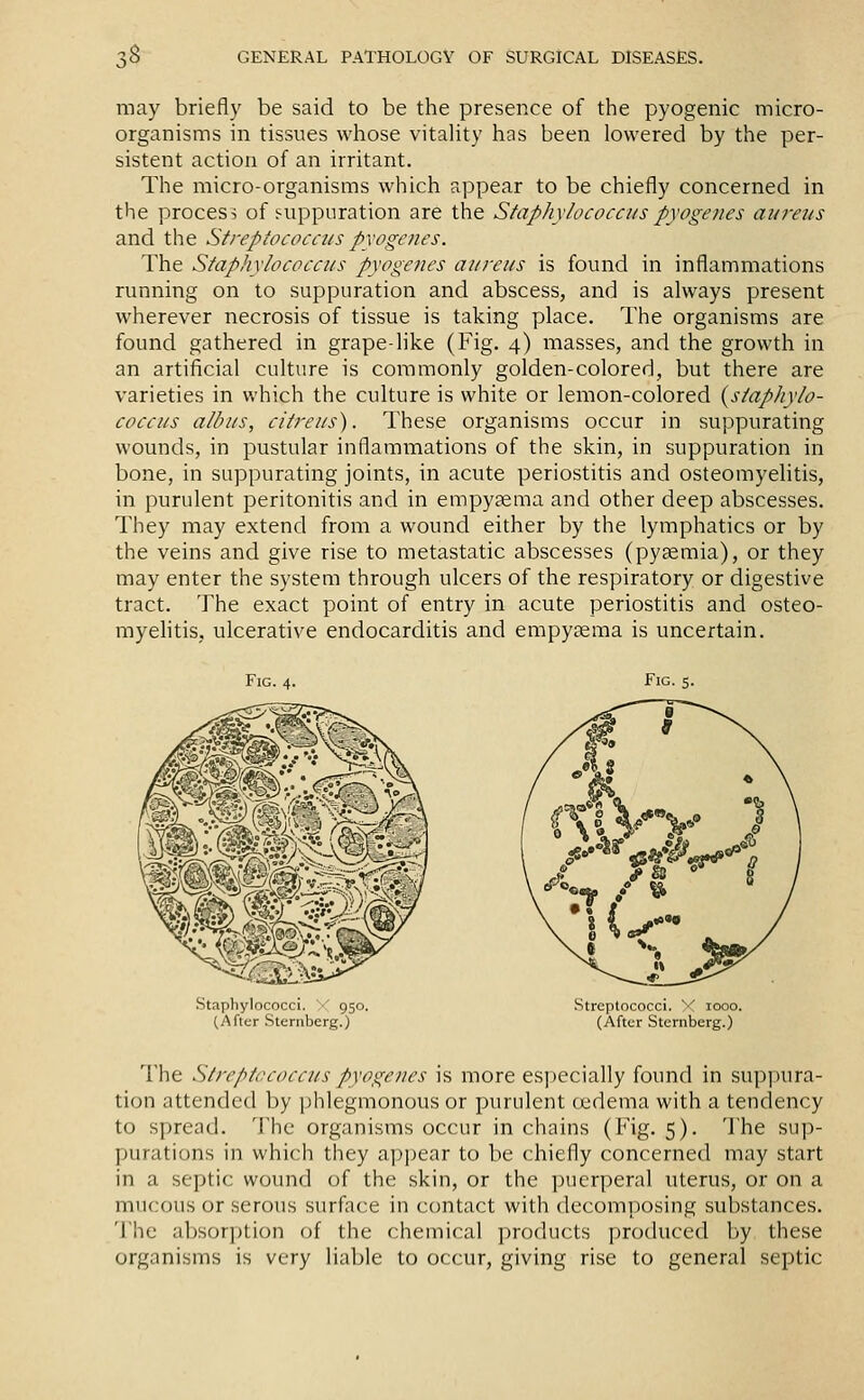 may briefly be said to be the presence of tlie pyogenic micro- organisms in tissues whose vitality has been lowered by the per- sistent action of an irritant. The micro-organisms which appear to be chiefly concerned in the process of suppuration are the Staphylococcus pyogenes aureus and the Streptococcus pyogenes. The Staphylococcus pyogenes aureus is found in inflammations running on to suppuration and abscess, and is always present wherever necrosis of tissue is taking place. The organisms are found gathered in grape-like (Fig. 4) masses, and the growth in an artificial culture is commonly golden-colored, but there are varieties in which the culture is white or lemon-colored {staphylo- coccus alb us, citreus). These organisms occur in suppurating wounds, in pustular inflammations of the skin, in suppuration in bone, in suppurating joints, in acute periostitis and osteomyelitis, in purulent peritonitis and in empyaema and other deep abscesses. They may extend from a wound either by the lymphatics or by the veins and give rise to metastatic abscesses (pyaemia), or they may enter the system through ulcers of the respiratory or digestive tract. The exact point of entry in acute periostitis and osteo- myehtis, ulcerative endocarditis and empysema is uncertain. Fig. 4. Fig. s. Staphylococci. '•' 950. (After Sternberg.) Streptococci, v 1000, (After Sternberg.) The Streptococcus pyogenes is more especially found in suppura- tion attended by phlegmonous or purulent tjedema with a tendency to spread. The organisms occur in chains (Fig. 5). The sup- purations in which they appear to be chiefly concerned may start in a septic wound of the skin, or the puerperal uterus, or on a mucous or serous surface in contact with decomposing substances. The absorption of the chemical products produced by these organisms is very liable to occur, giving rise to general septic