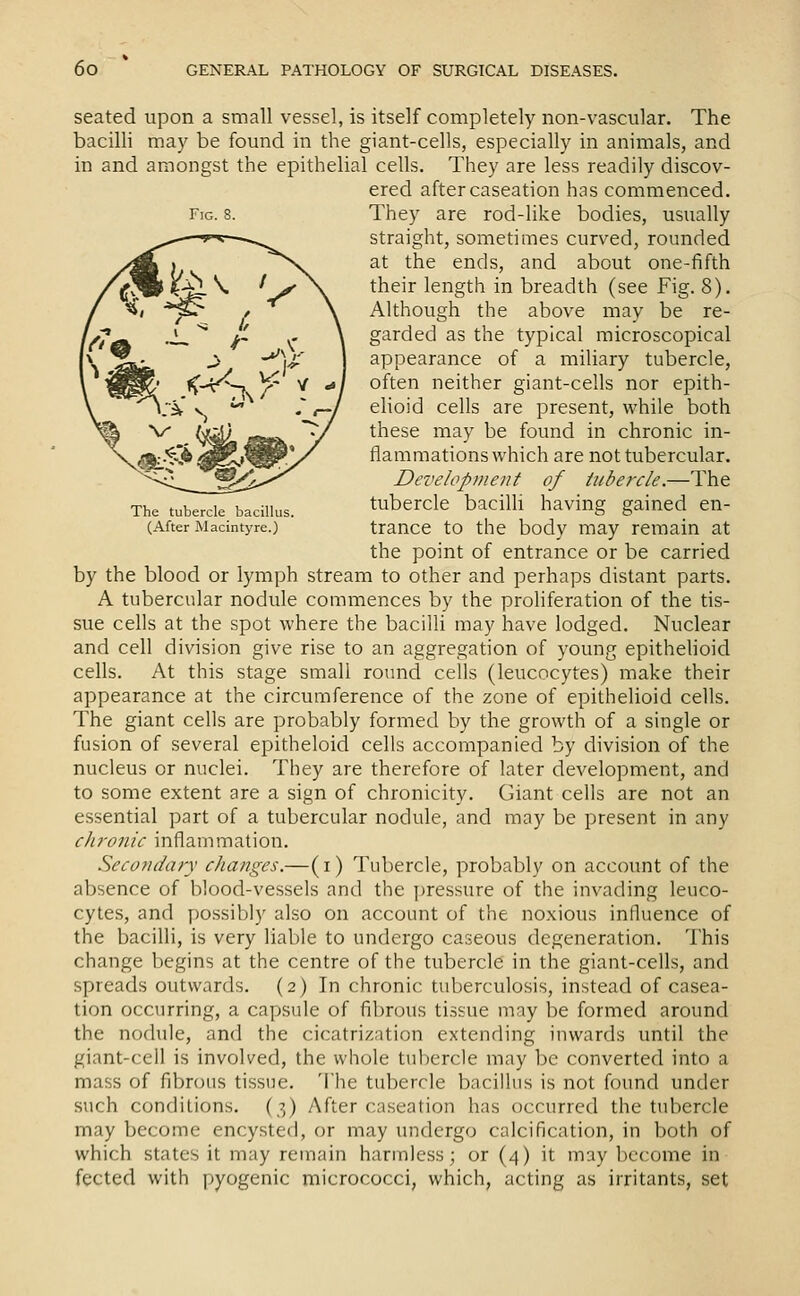 seated upon a small vessel, is itself completely non-vascular. The bacilli may be found in the giant-cells, especially in animals, and in and amongst the epithelial cells. They are less readily discov- ered after caseation has commenced. Fig. 8. They are rod-like bodies, usually straight, sometimes curved, rounded at the ends, and about one-fifth their length in breadth (see Fig. 8). Although the above may be re- garded as the typical microscopical appearance of a miliary tubercle, often neither giant-cells nor epith- elioid cells are present, while both these may be found in chronic in- flammations which are not tubercular. Development of tubercle.—The The tub^^baciiius. tubercle bacilli having gained en- (After Macintyre.) trauce to the bodv may remain at the point of entrance or be carried by the blood or lymph stream to other and perhaps distant parts. A tubercular nodule commences by the proliferation of the tis- sue cells at the spot where the bacilli may have lodged. Nuclear and cell division give rise to an aggregation of young epithehoid cells. At this stage small round cells (leucocytes) make their appearance at the circumference of the zone of epithelioid cells. The giant cells are probably formed by the growth of a single or fusion of several epitheloid cells accompanied by division of the nucleus or nuclei. They are therefore of later development, and to some extent are a sign of chronicity. Giant cells are not an essential part of a tubercular nodule, and may be present in any chronic inflammation. Secofidary changes.—(i) Tubercle, probably on account of the absence of blood-vessels and the ])ressure of the invading leuco- cytes, and possibly also on account of the noxious influence of the bacilli, is very liable to undergo caseous degeneration. This change begins at the centre of the tubercle; in the giant-cells, and spreads outwards. (2) In chronic tuberculosis, instead of casea- tion occurring, a capsule of fibrous tissue may Ise formed around the nodule, and the cicatrization extending inwards until the giant-cell is involved, the whole tubercle may be converted into a mass of fibrous tissue. The tubercle baciflus is not foimd under such conditions. (3) After caseation has occurred the tubercle may become encysted, or may tmdergo calcification, in both of which states it may remain harmless; or (4) it may become in fected with pyogenic micrococci, which, acting as irritants, set