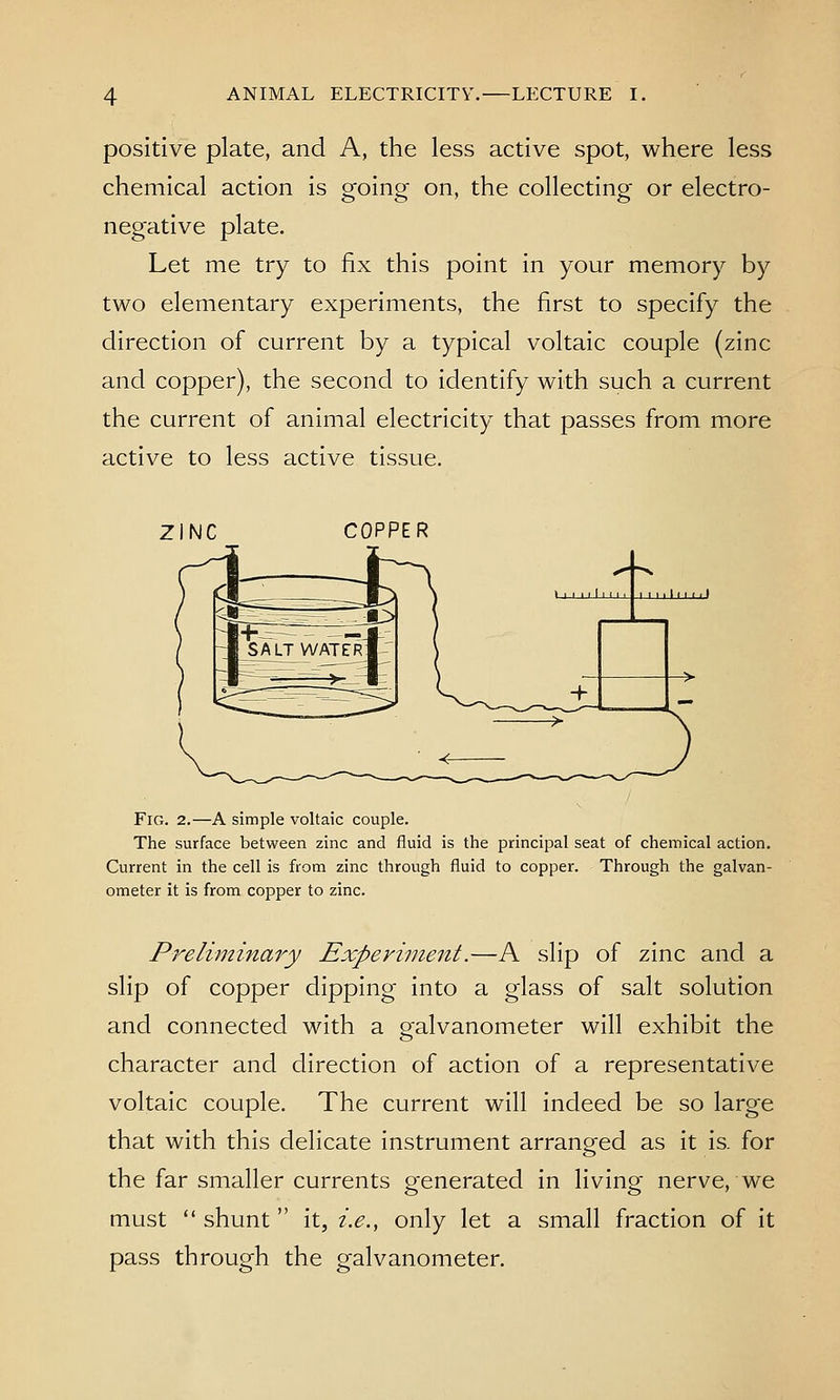 positive plate, and A, the less active spot, where less chemical action is going on, the collecting or electro- negative plate. Let me try to fix this point in your memory by two elementary experiments, the first to specify the direction of current by a typical voltaic couple (zinc and copper), the second to identify with such a current the current of animal electricity that passes from more active to less active tissue. ZINC COPPER Fig. 2.—A simple voltaic couple. The surface between zinc and fluid is the principal seat of chemical action. Current in the cell is from zinc through fluid to copper. Through the galvan- ometer it is from copper to zinc. Pj^eliminary Experiment.—A slip of zinc and a slip of copper dipping into a glass of salt solution and connected with a o-alvanometer will exhibit the character and direction of action of a representative voltaic couple. The current will indeed be so large that with this delicate instrument arranged as it is. for the far smaller currents generated in living nerve, we must  shunt  it, i.e., only let a small fraction of it pass through the galvanometer.