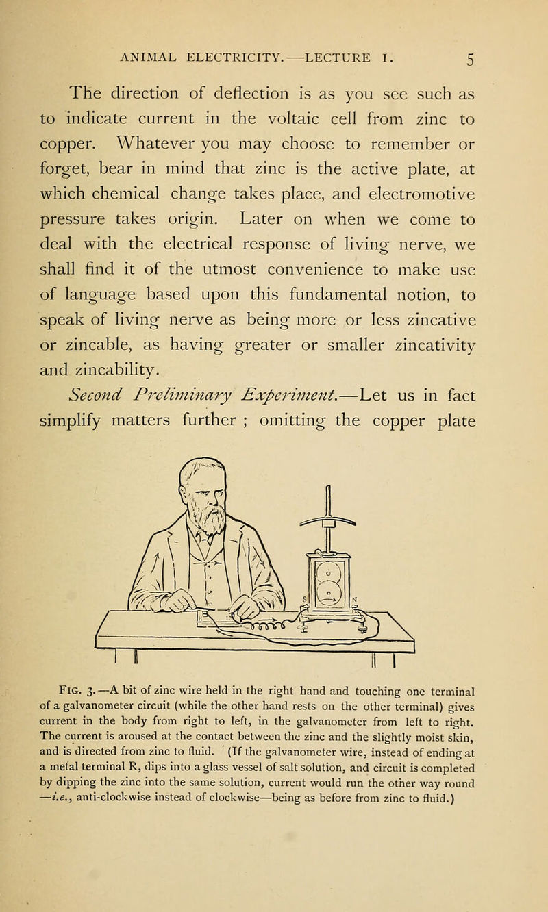 The direction of deflection is as you see such as to indicate current in the voltaic cell from zinc to copper. Whatever you may choose to remember or forget, bear in mind that zinc is the active plate, at which chemical change takes place, and electromotive pressure takes origin. Later on when we come to deal with the electrical response of living nerve, we shall find it of the utmost convenience to make use of language based upon this fundamental notion, to speak of living nerve as being more or less zincative or zincable, as having- oreater or smaller zincativitv and zincability. Second Preliminmy Experiment.—Let us in fact simplify matters further ; omitting the copper plate Fig. 3. —A bit of zinc wire held in the right hand and touching one terminal of a galvanometer circuit (while the other hand rests on the other terminal) gives current in the body from right to left, in the galvanometer from left to right. The current is aroused at the contact between the zinc and the slightly moist skin, and is directed from zinc to fluid. (If the galvanometer wire, instead of ending at a metal terminal R, dips into a glass vessel of salt solution, and circuit is completed by dipping the zinc into the same solution, current would run the other way round —i.e., anti-clockwise instead of clockwise—being as before from zinc to fluid.)