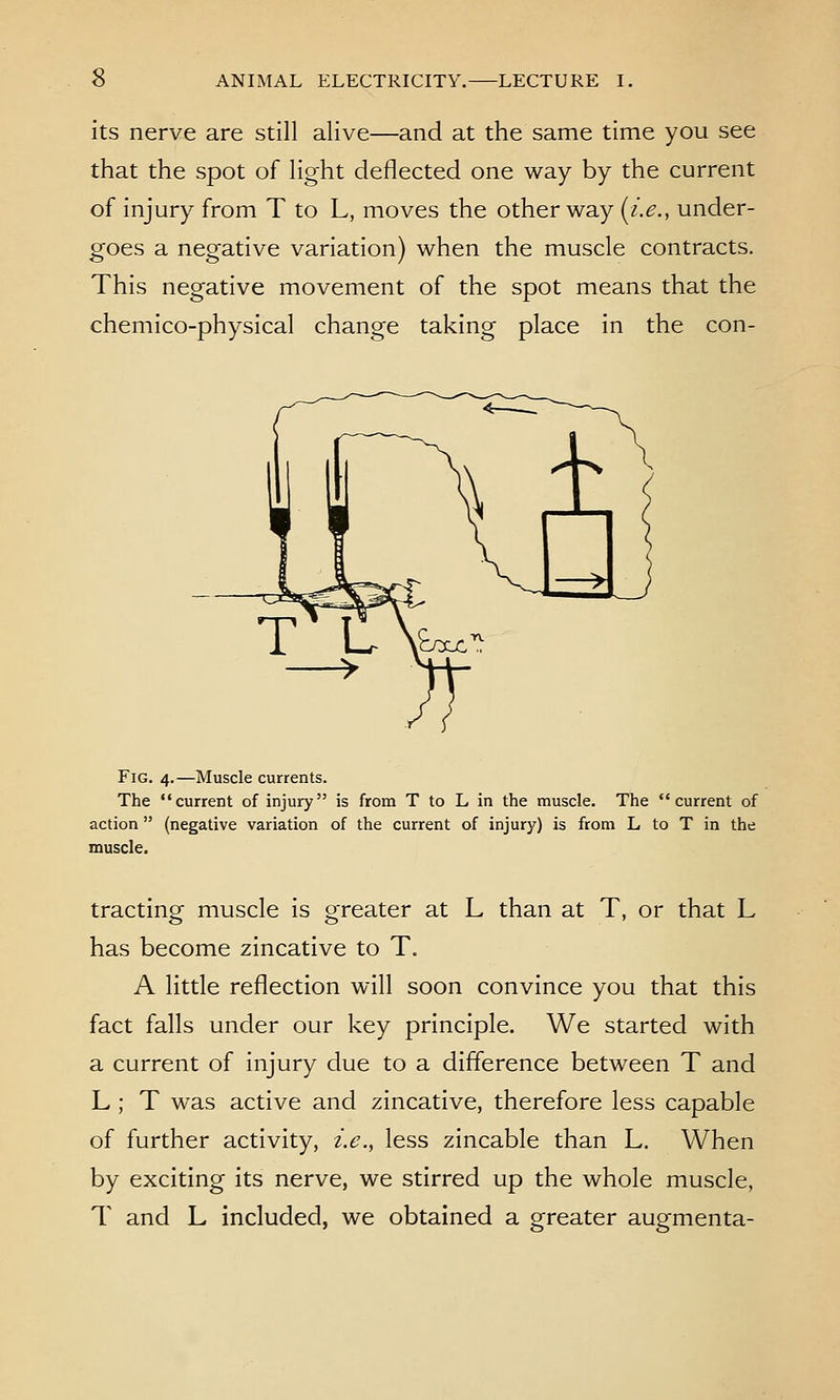 its nerve are still alive—and at the same time you see that the spot of light deflected one way by the current of injury from T to L, moves the other way [i.e., under- goes a negative variation) when the muscle contracts. This negative movement of the spot means that the chemico-physical change taking place in the con- FiG. 4.—Muscle currents. The current of injury is from T to L in the muscle. The current of action (negative variation of the current of injury) is from L to T in the muscle. tracting muscle is greater at L than at T, or that L has become zincative to T. A little reflection will soon convince you that this fact falls under our key principle. We started with a current of injury clue to a difference between T and L ; T was active and zincative, therefore less capable of further activity, i.e., less zincable than L. When by exciting its nerve, we stirred up the whole muscle, T and L included, we obtained a greater augmenta-