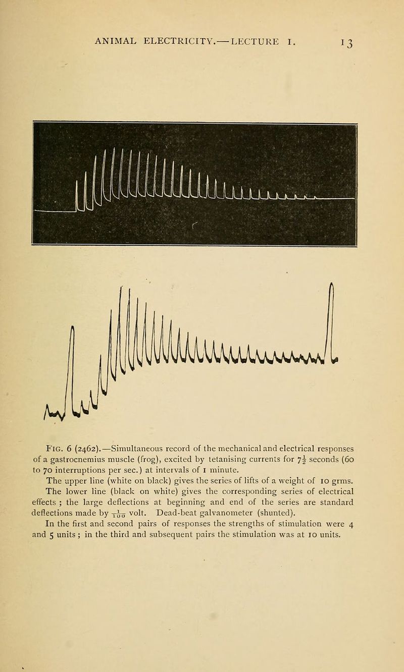 ANIMAL ELECTRICITY U^U^IumaaMi' EiG. 6 (2462).—Simultaneous record of the mechanical and electrical responses of a gastrocnemius muscle (frog), excited by tetanising currents for 7^ seconds (60 to 70 interruptions per sec.) at intervals of I minute. The upper line (white on black) gives the series of lifts of a weight of 10 grms. The lower line (black on white) gives the corresponding series of electrical effects ; the large deflections at beginning and end of the series are standard deflections made by yi^ volt. Dead-beat galvanometer (shunted). In the first and second pairs of responses the strengths of stimulation were 4 and 5 units; in the third and subsequent pairs the stimulation was at 10 units.