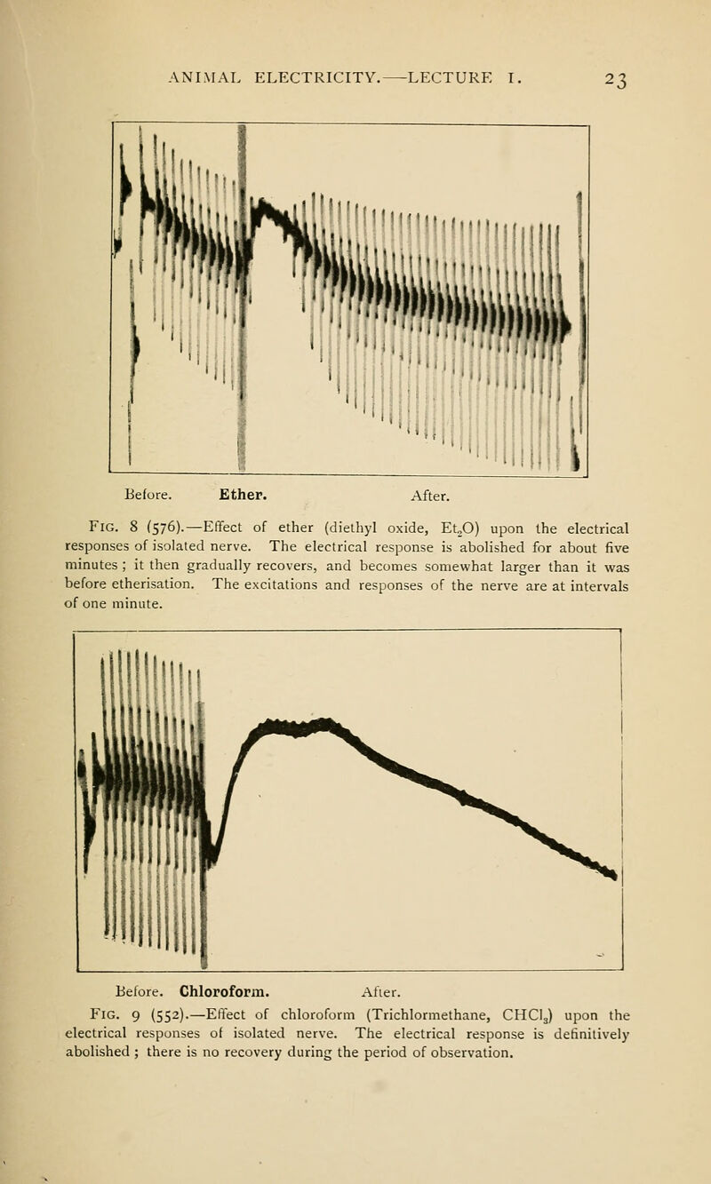 Before. Ether. After. Fig. 8 (576).—Effect of ether (diethyl oxide, Et^O) upon the electrical responses of isolated nerve. The electrical response is abolished for about five minutes ; it then gradually recovers, and becomes somewhat larger than it was before etherisation. The excitations and responses of the nerve are at intervals of one minute. Before. Chloroform. After. Fig. 9 (552).—Effect of chloroform (Trichlormethane, CHCI3) upon the electrical responses of isolated nerve. The electrical response is definitively abolished ; there is no recovery during the period of observation.
