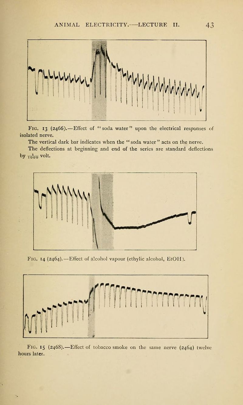 Fig. 13 (2466).—Effect of soda water upon the electrical responses of isolated nerve. The vertical dark bar indicates when the soda water acts on the nerve. The deflections at beginning and end of the series are standard deflections by ToVo volt. Fig. 14 (2464).—Effect of alcohol vapour (ethylic alcohol, ElOH). .%.•• i i 1 i f Li n \! )! -i !M Fig. 15 (2468).—Effect of tobacco smoke on the same nerve (2464) twelve hours later.