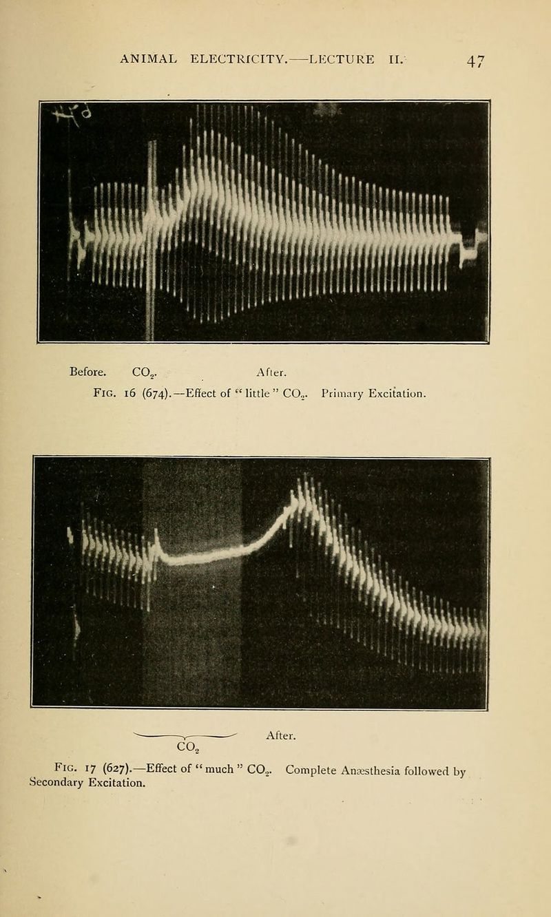 Before. CO^. After. Fig. i6 (674).—Effect of little COo. Primary Excitation. After CO, Fig. 17 (627).—Effect of  much  CO,. Complete Anesthesia followed by Secondary Excitation.