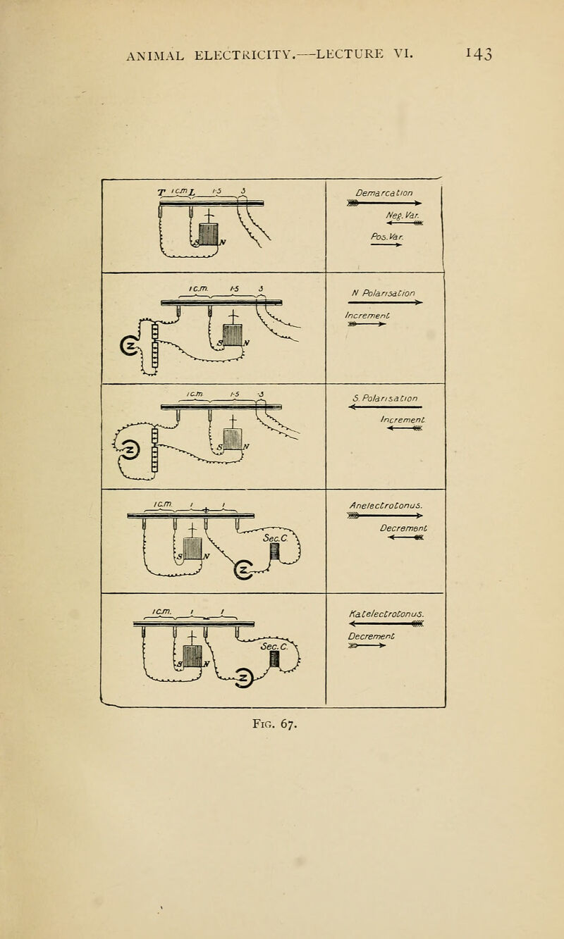 7» icmi_ li i Demdrcdtion NeS- i^dr. Po^yar I cm IS i N Po/ansdCion icjn- IS i 5 PoldrisaCion Anele cCroConus. icjn. I I Ka CelecCroCon us. < <m. DecremenC Fig. 67.