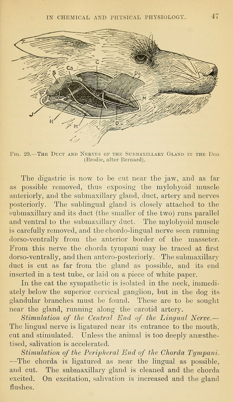 Fig. 29.—The Duct and Neeves of the Submaxillaey Gland in the Dog (Broclie, after Bernard). The digastric is now to be cut near the jaw, and as far as possible removed, thus exposing the mylohyoid muscle anteriorly, and the submaxillar}^ gland, duct, artery and nerves posteriorly. The sublingual gland is closely attached to the submaxillary and its duct (the smaller of the two) runs parallel and ventral to the submaxillary duct. The mylohyoid muscle is carefully removed, and the chordo-lingual nerve seen running dorso-ventrally from the anterior border of the masseter. From this nerve the chorda tympani may be traced at first dorso-ventrally, and then antero-posteriorly. The submaxillary duct is cut as far from the gland as possible, and its end inserted in a test tube, or laid on a piece of white paper. In the cat the sympathetic is isolated in the neck, immedi- ately below the superior cervical ganglion, but in the dog its glandular branches must be found. These are to be sought near the gland, running along the carotid artery. Stimulation of the Central End of the Lingual Nerve.— The lingual nerve is ligatured near its entrance to the mouth, cut and stimulated. Unless the animal is too deeply anaesthe- tised, salivation is accelerated. Stimulation of the Peripheral End of the Chorda Tympani. ■—The chorda is ligatured as near the lingual as possible, and cut. The submaxillary gland is cleaned and the chorda excited. On excitation, salivation is increased and the gland flushes.