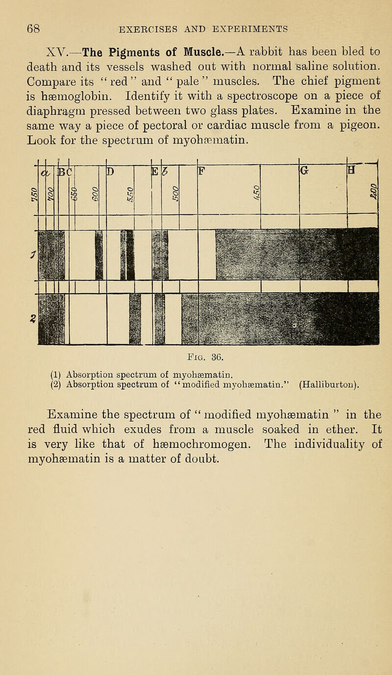 XV.—The Pigments of Muscle.—A rabbit has been bled to death and its vessels washed out with normal saline solution. Compare its red and pale muscles. The chief pigment is haemoglobin. Identify it with a spectroscope on a piece of diaphragm pressed between two glass plates. Examine in the same way a piece of pectoral or cardiac muscle from a pigeon. Look for the spectrum of myohsematin. F 4 k_-^ Fig. 36. (1) Absorption spectrum of myohEematin. (2) Absorption spectrum of  modified myohsematin. (Halliburton). Examine the spectrum of  modified myohsematin  in the red fluid which exudes from a muscle soaked in ether. It is very like that of haemochromogen. The individuality of myohsematin is a matter of doubt.