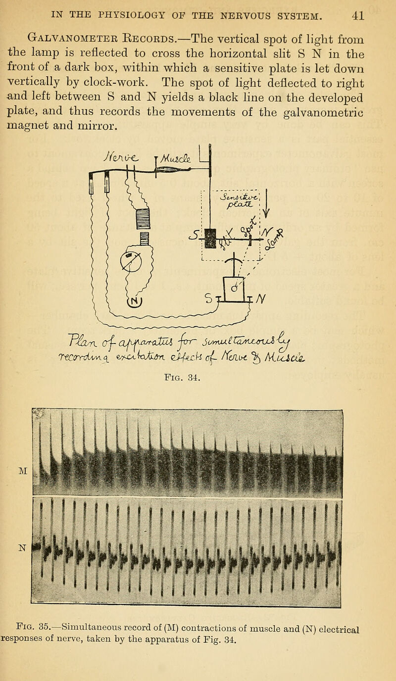 Galvanometer Eecords.—The vertical spot of light from the lamp is reflected to cross the horizontal sHt S N in the front of a dark box, within which a sensitive plate is let down vertically by clock-work. The spot of light deflected to right and left between S and N yields a black hne on the developed plate, and thus records the movements of the galvanometric magnet and mirror. y/eAt^e, J Mulch L fM/ Fig. 34. Fig. 35.—Simultaneous record of (M) contractions of muscle and (N) electrical responses of nerve, taken by the apparatus of Fig. 34.