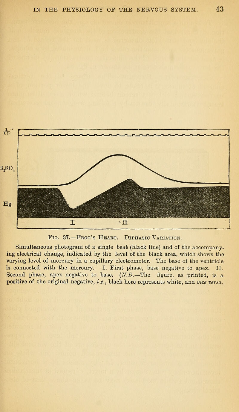 3,S0. Hg Pig. 37.—Frog's Heaet. Diphasic Vaeiatiok. Simultaneous photogram of a single beat (black line) and of the accompany- ing electrical change, indicated by the level of the black area, which shows the varying level of mercury in a capillary electrometer. The base of the ventricle is connected with the mercury. I. First phase, base negative to apex. II. Second phase, apex negative to base. {N.B.—The figure, as printed, is a positive of the original negative, i.e., black here represents white, and vice versa.
