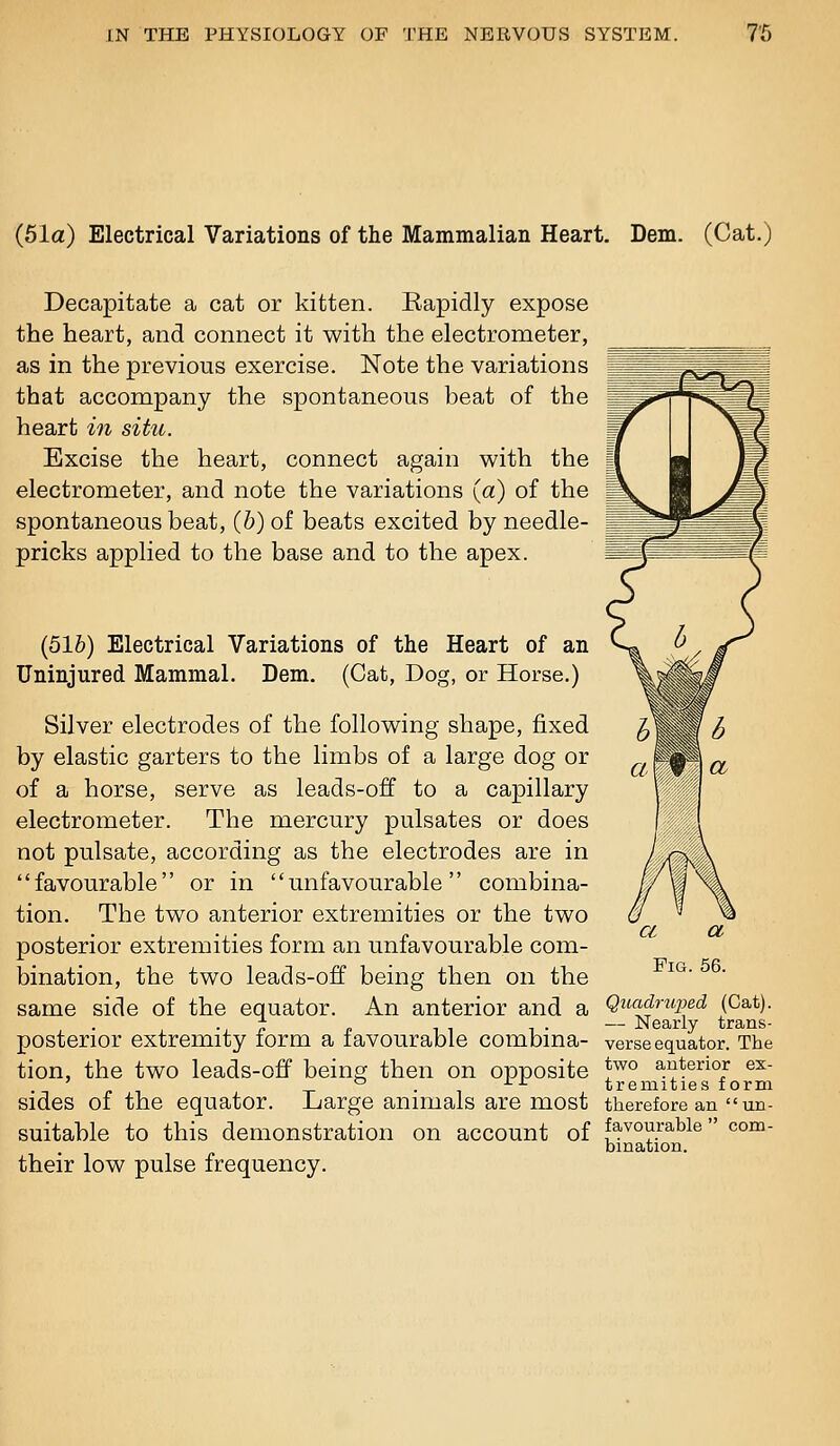 (61a) Electrical Variations of the Mammalian Heart, Dem. (Cat.) Decapitate a cat or kitten. Bapidly expose the heart, and connect it with the electrometer, as in the previous exercise. Note the variations that accompany the spontaneous beat of the heart m situ. Excise the heart, connect again with the electrometer, and note the variations (a) of the spontaneous beat, (h) of beats excited by needle- pricks applied to the base and to the apex. (51&) Electrical Variations of the Heart of an Uninjured Mammal. Dem. (Cat, Dog, or Horse.) Silver electrodes of the following shape, fixed by elastic garters to the limbs of a large dog or of a horse, serve as leads-off to a capillary electrometer. The mercury pulsates or does not pulsate, according as the electrodes are in favourable or in unfavourable combina- tion. The two anterior extremities or the two posterior extremities form an unfavourable com- bination, the two leads-off being then on the same side of the equator. An anterior and a posterior extremity form a favourable combina- tion, the two leads-off being then on opposite sides of the equator. Large animals are most suitable to this demonstration on account of their low pulse frequency. Quadruped (Cat). — Nearly trans- verse equator. The two anterior ex- tremities form therefore an un- favourable  com- bination.