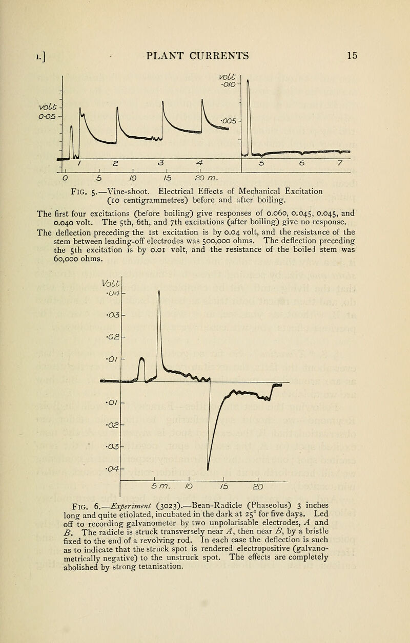 Fig. 5.- -Vine-shoot. Electrical Effects of Mechanical Excitation (10 centigrammetres) before and after boiling. The first four excitations (before boiling) give responses of 0.060, 0.045, 0.045, and 0.040 volt. The 5th, 6th, and 7th excitations (after boiling) give no response. The deflection preceding the ist excitation is by 0.04 volt, and the resistance of the stem between leading-off electrodes was 500,000 ohms. The deflection preceding the 5th excitation is by o.oi volt, and the resistance of the boiled stem was 6o,coo ohms. Vobb •04 5 m. Fig. 6.—Experiment (3023).—Bean-Radicle (Phaseolus) 3 inches lono- and quite etiolated, incubated in the dark at 25° for five days. Led off to recording galvanometer by two unpolarisable electrodes, A and B. The radicle is struck transversely near A^ then near B^ by a bristle fixed to the end of a revolving rod. In each case the deflection is such as to indicate that the struck spot is rendered electropositive (galvano- metrically negative) to the unstruck spot. The effects are completely abolished by strong tetanisation.