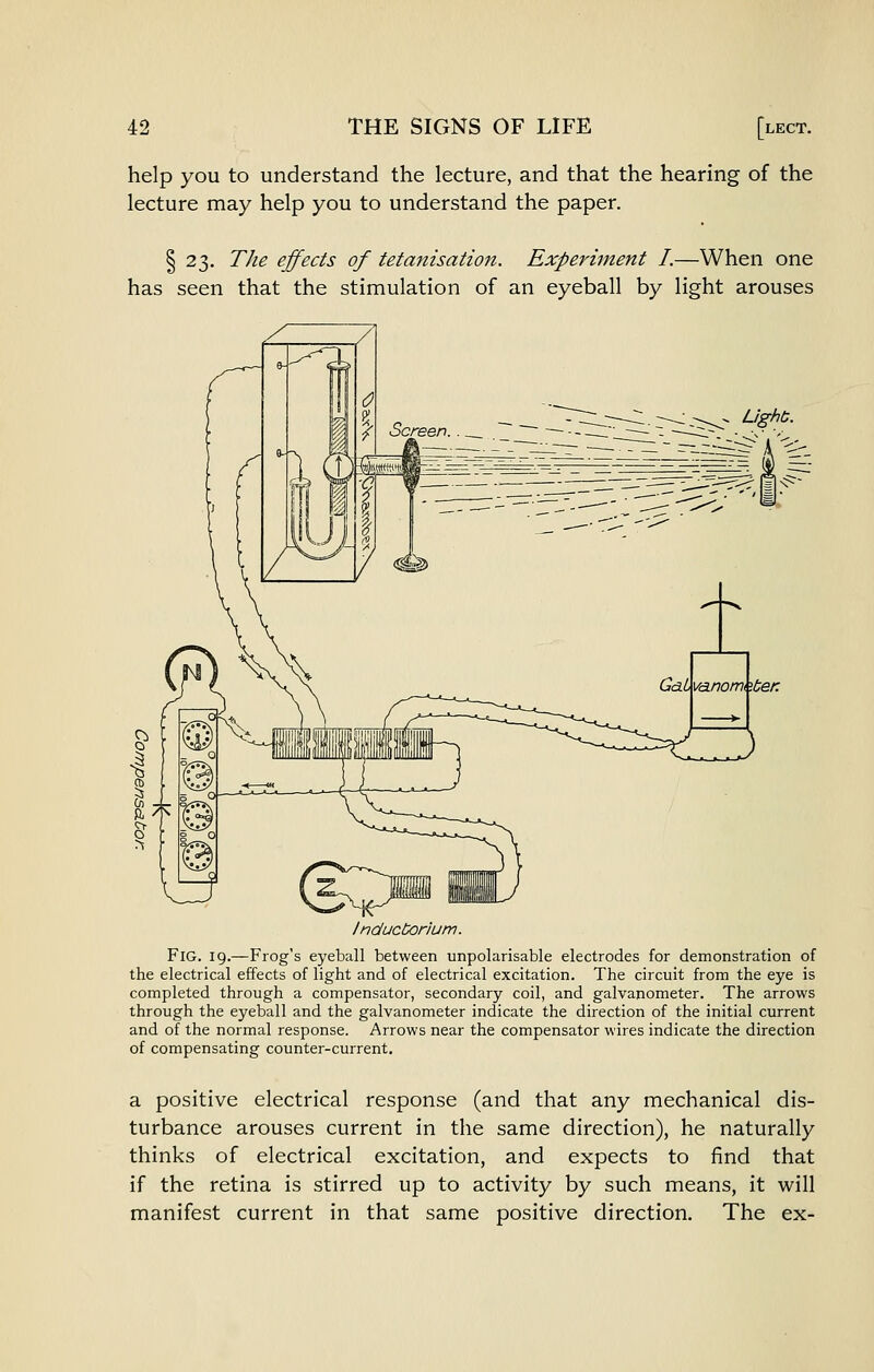 help you to understand the lecture, and that the hearing of the lecture may help you to understand the paper. § 23. The effects of tetanisation. Experiment I.—When one has seen that the stimulation of an eyeball by light arouses --^- Ughb. /nductorium. Fig. 19.—Frog's eyeball between unpolarisable electrodes for demonstration of the electrical effects of light and of electrical excitation. The circuit from the eye is completed through a compensator, secondary coil, and galvanometer. The arrows through the eyeball and the galvanometer indicate the direction of the initial current and of the normal response. Arrows near the compensator wires indicate the direction of compensating counter-current. a positive electrical response (and that any mechanical dis- turbance arouses current in the same direction), he naturally thinks of electrical excitation, and expects to find that if the retina is stirred up to activity by such means, it will manifest current in that same positive direction. The ex-